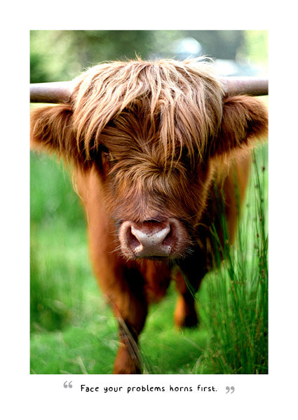 2027 Highland Cows - Weekly Diary/Planner
