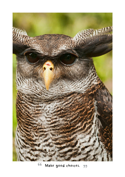 2027 Wise Owls - Weekly Diary/Planner