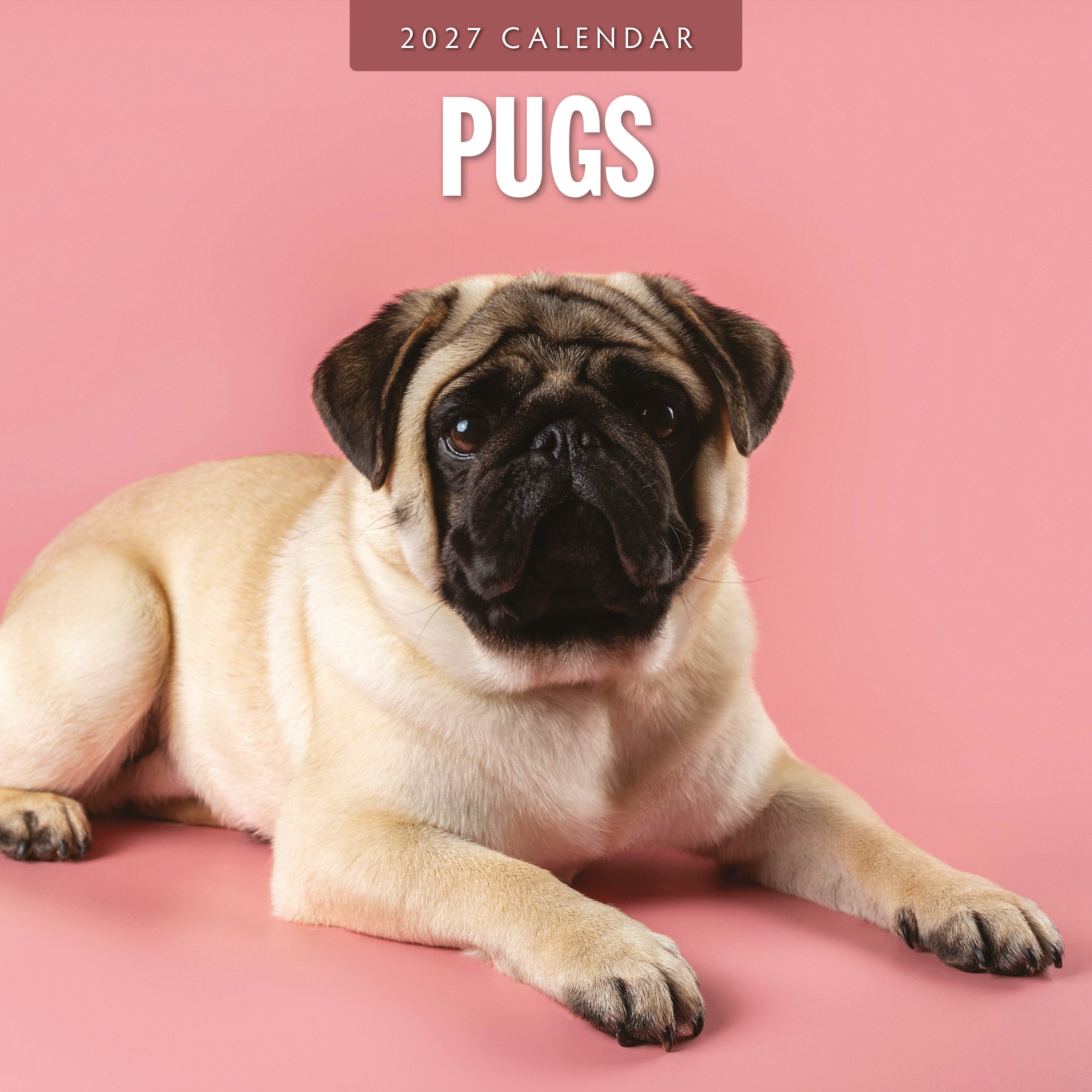 2027 Pugs - Square Wall Calendar