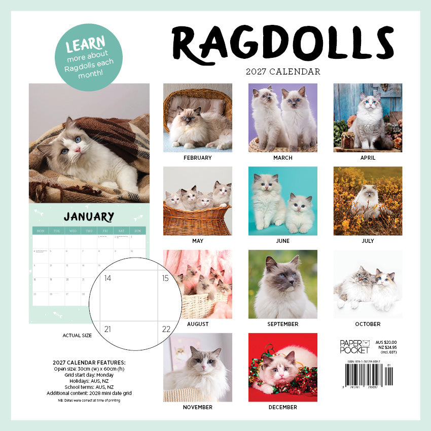 2027 Ragdolls - Square Wall Calendar