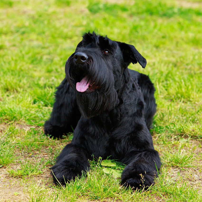 2027 Schnauzers - Square Wall Calendar