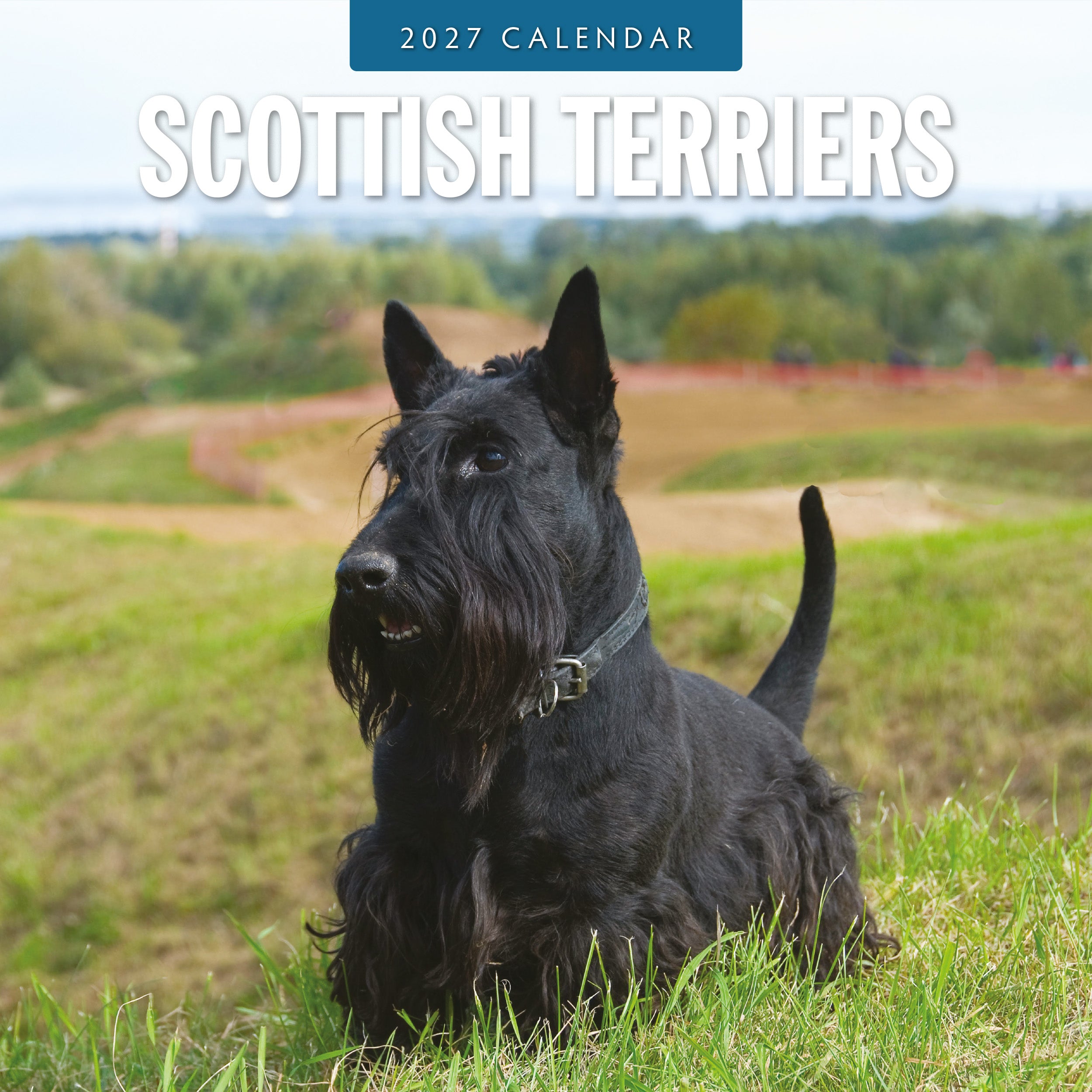 2027 Scottish Terriers - Square Wall Calendar