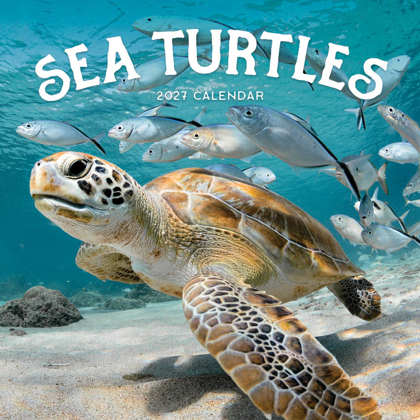 2027 Sea Turtles - Square Wall Calendar