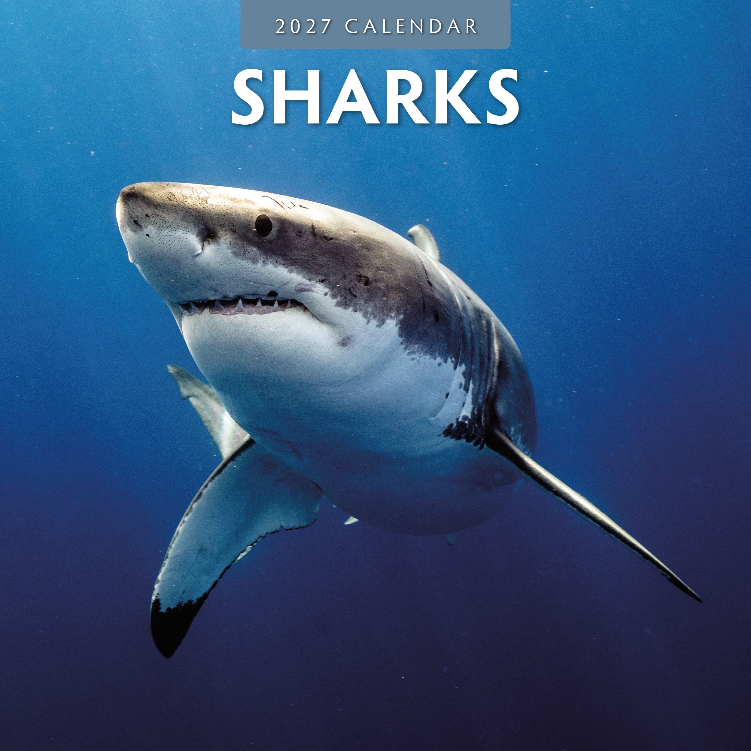 2027 Sharks - Square Wall Calendar