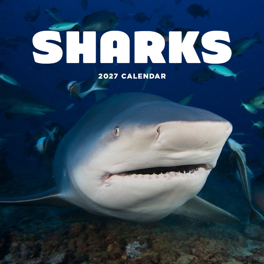 2027 Sharks - Square Wall Calendar