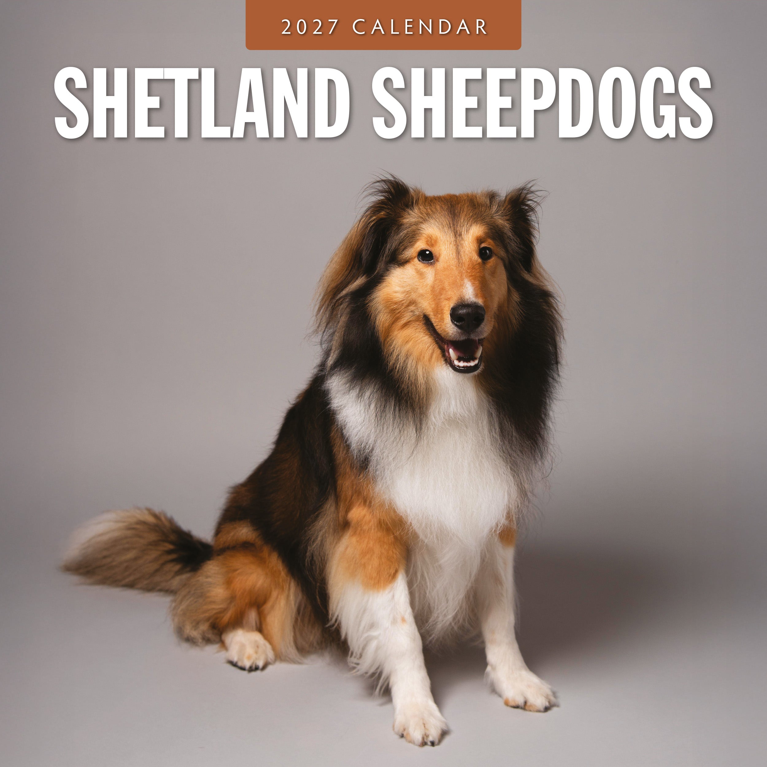 2027 Shetland Sheepdogs - Square Wall Calendar