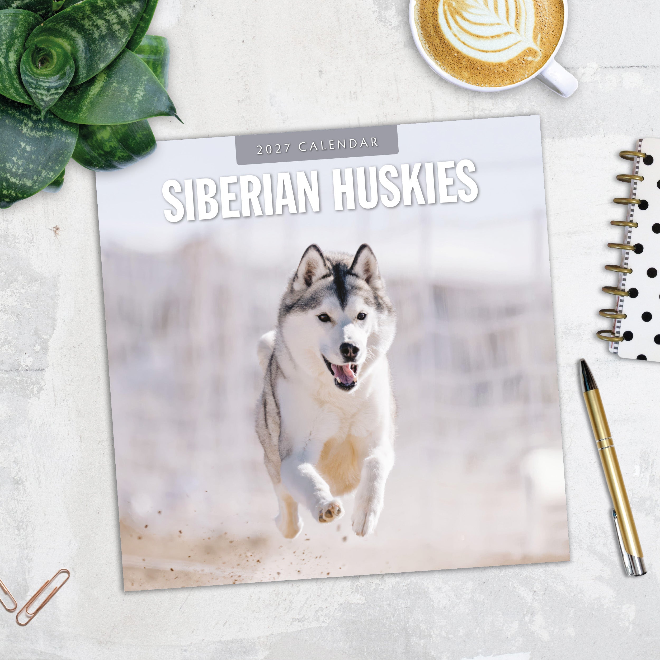 2027 Siberian Huskies - Square Wall Calendar