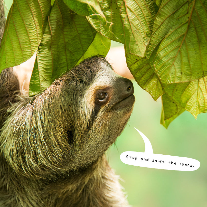 2027 Sloths - Square Wall Calendar