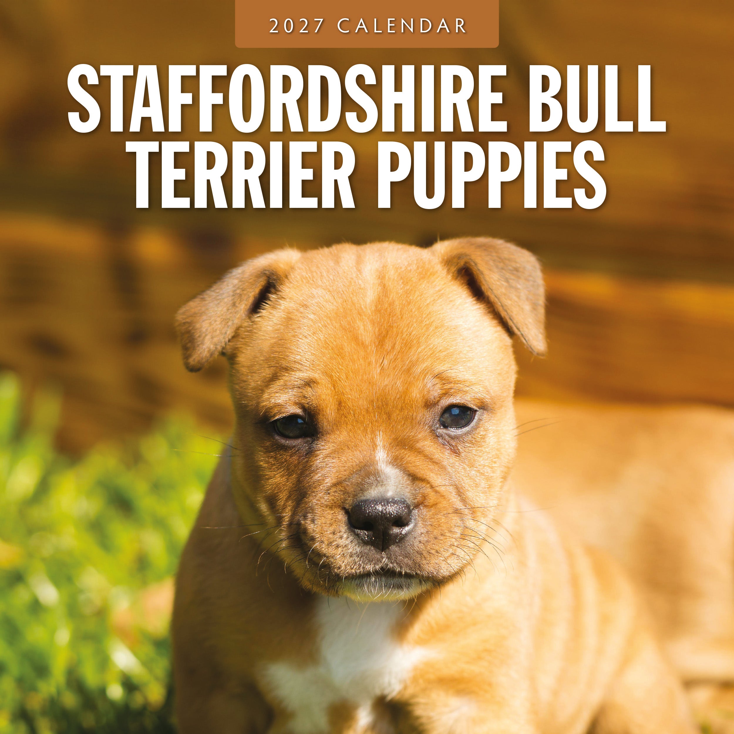 2027 Staffordshire Bull Terrier Puppies - Square Wall Calendar