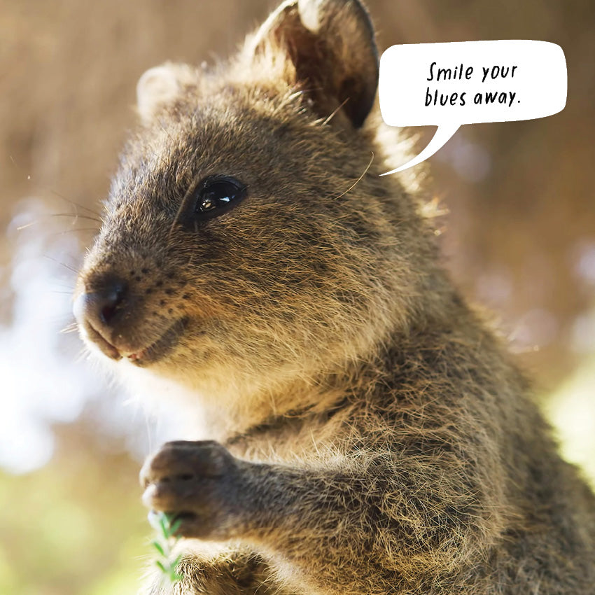 2027 The Happy Quokka - Square Wall Calendar