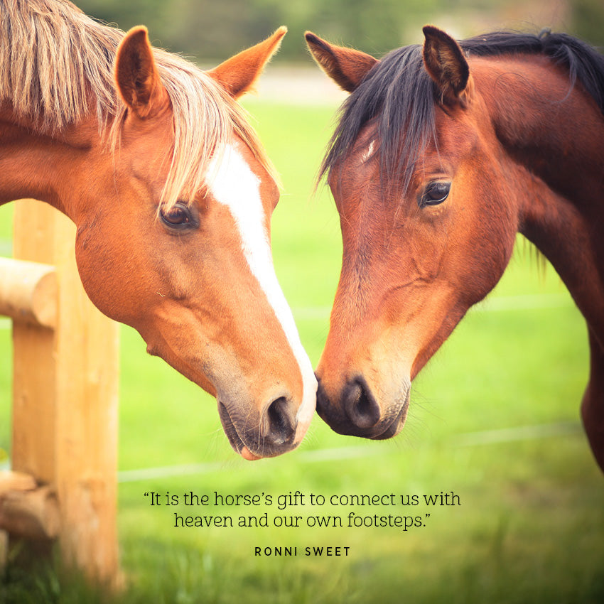 2027 The Love Of A Horse - Square Wall Calendar