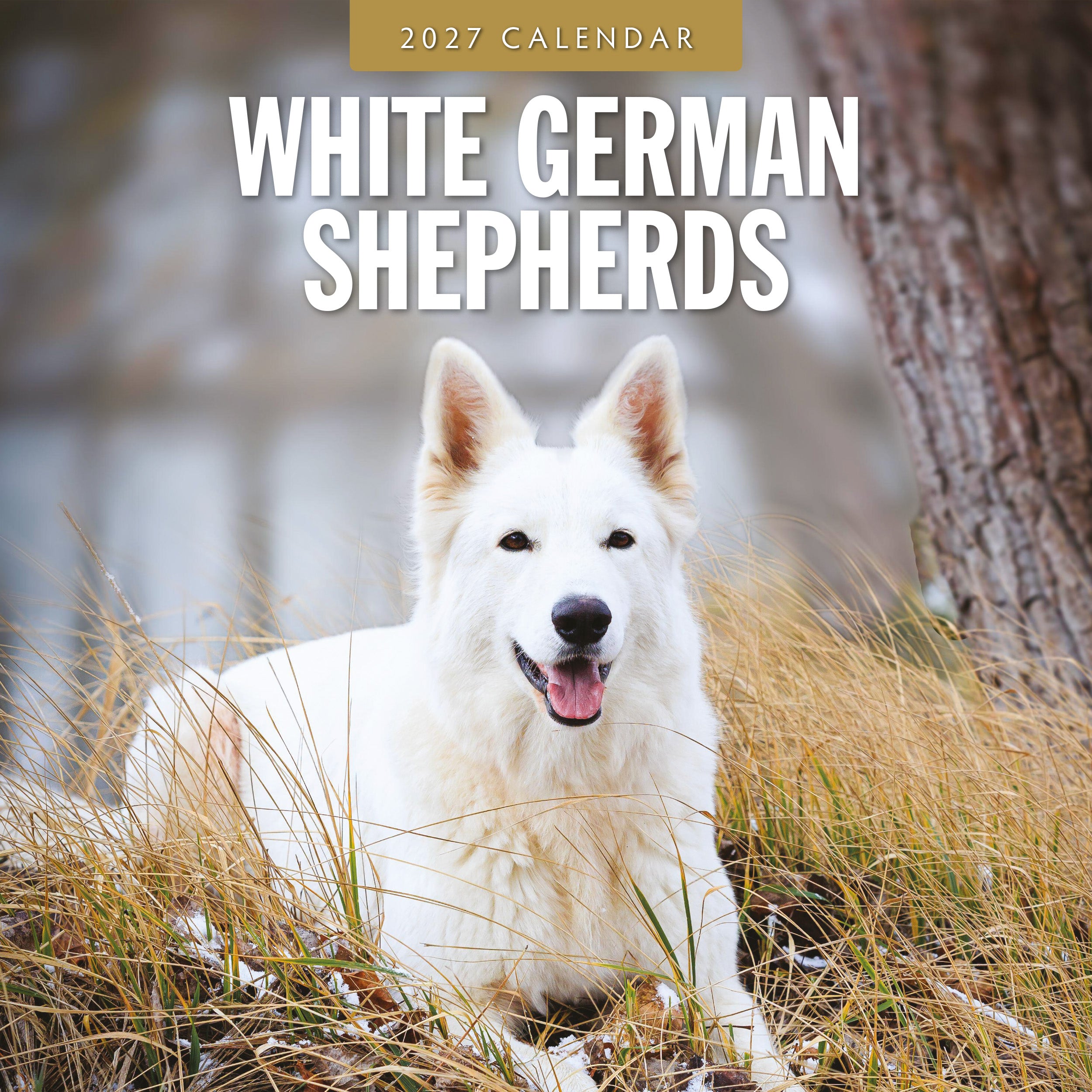 2027 White German Shepherds - Square Wall Calendar