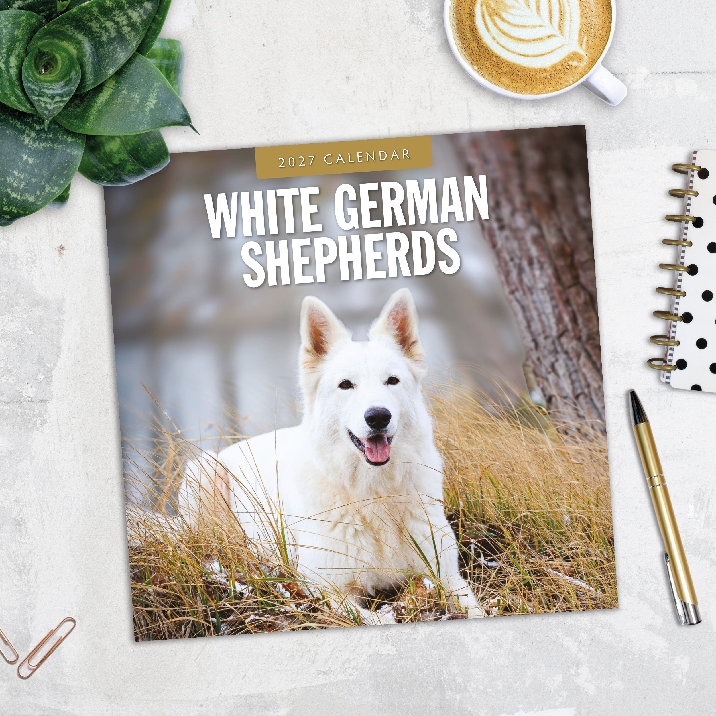 2027 White German Shepherds - Square Wall Calendar