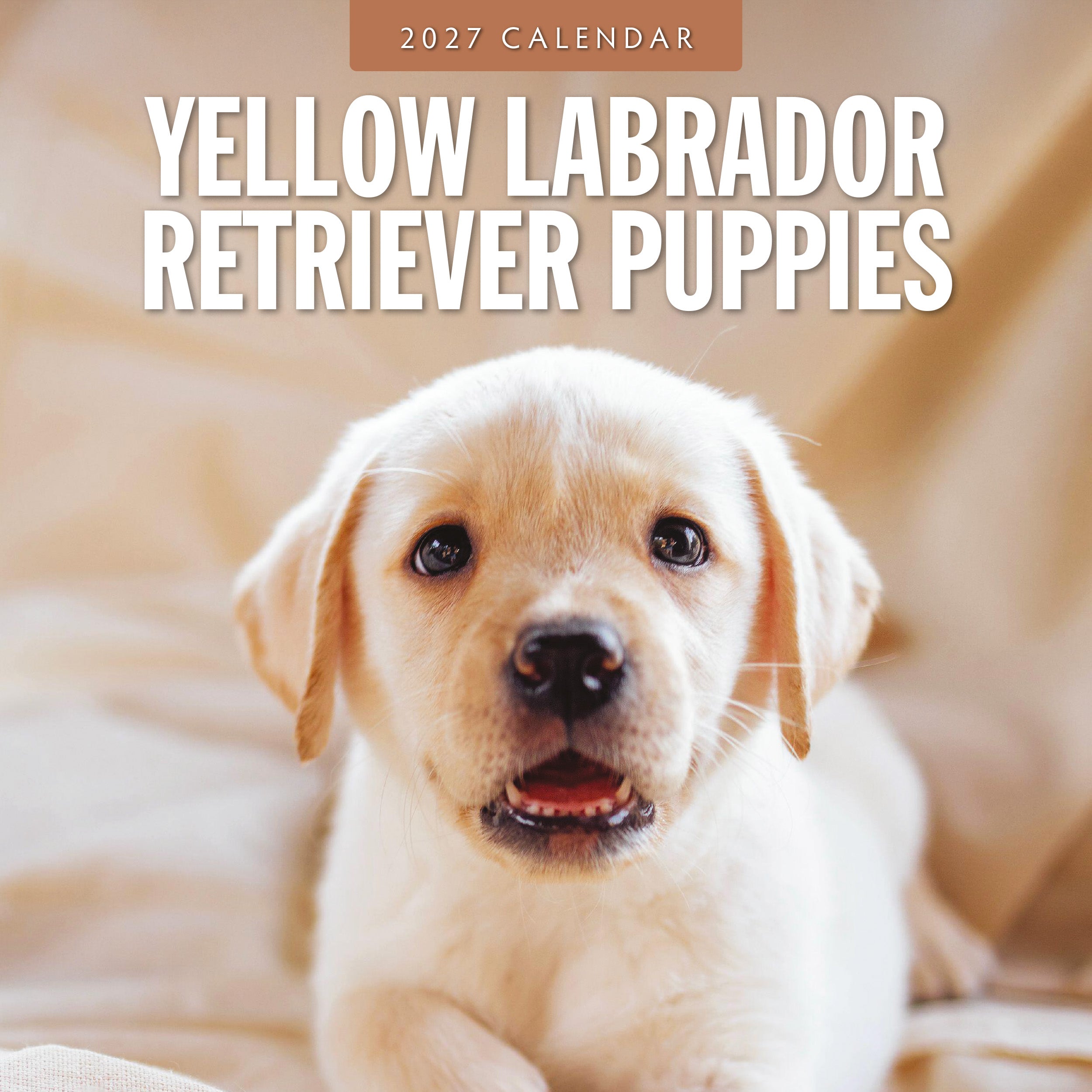 2027 Yellow Labrador Retriever Puppies - Square Wall Calendar