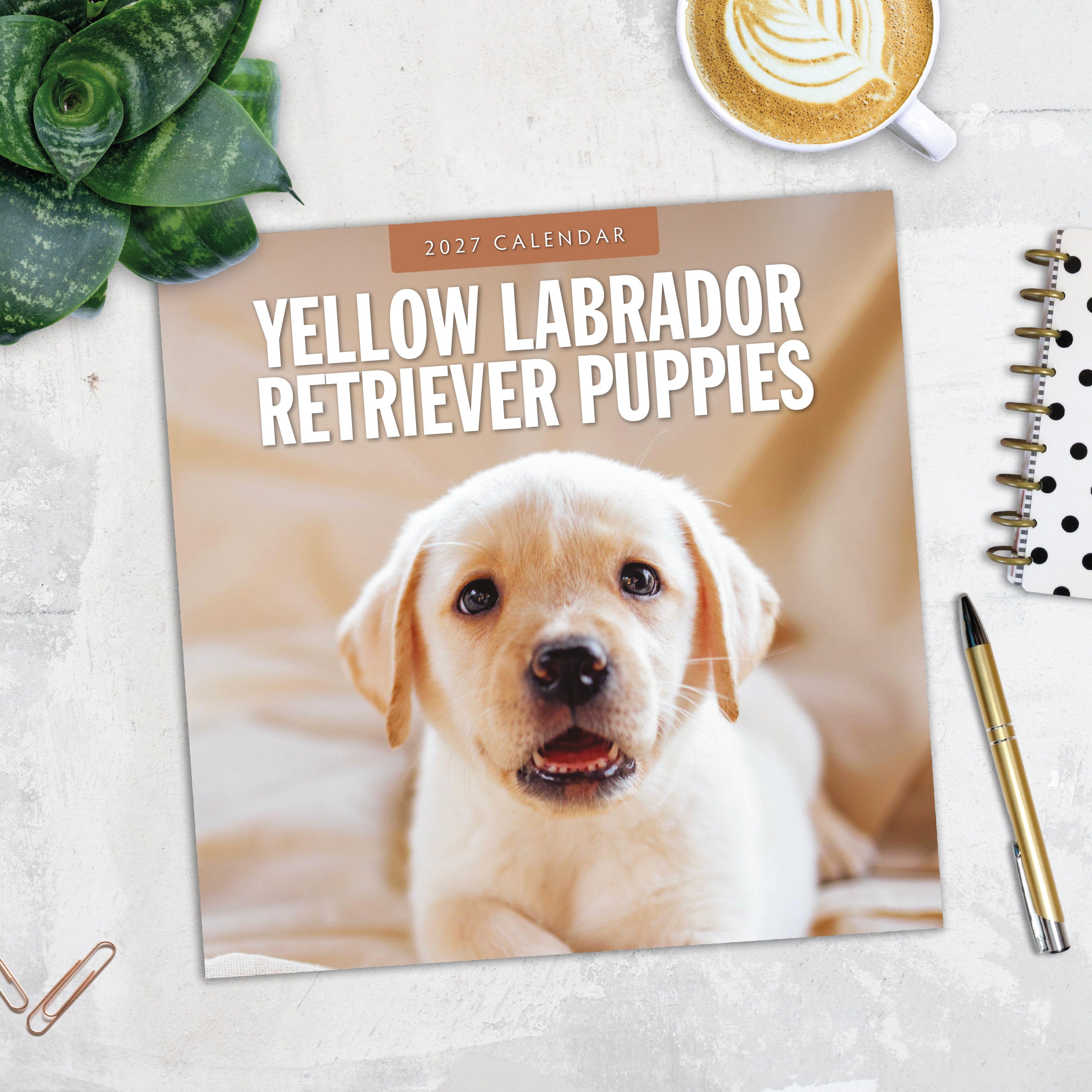 2027 Yellow Labrador Retriever Puppies - Square Wall Calendar