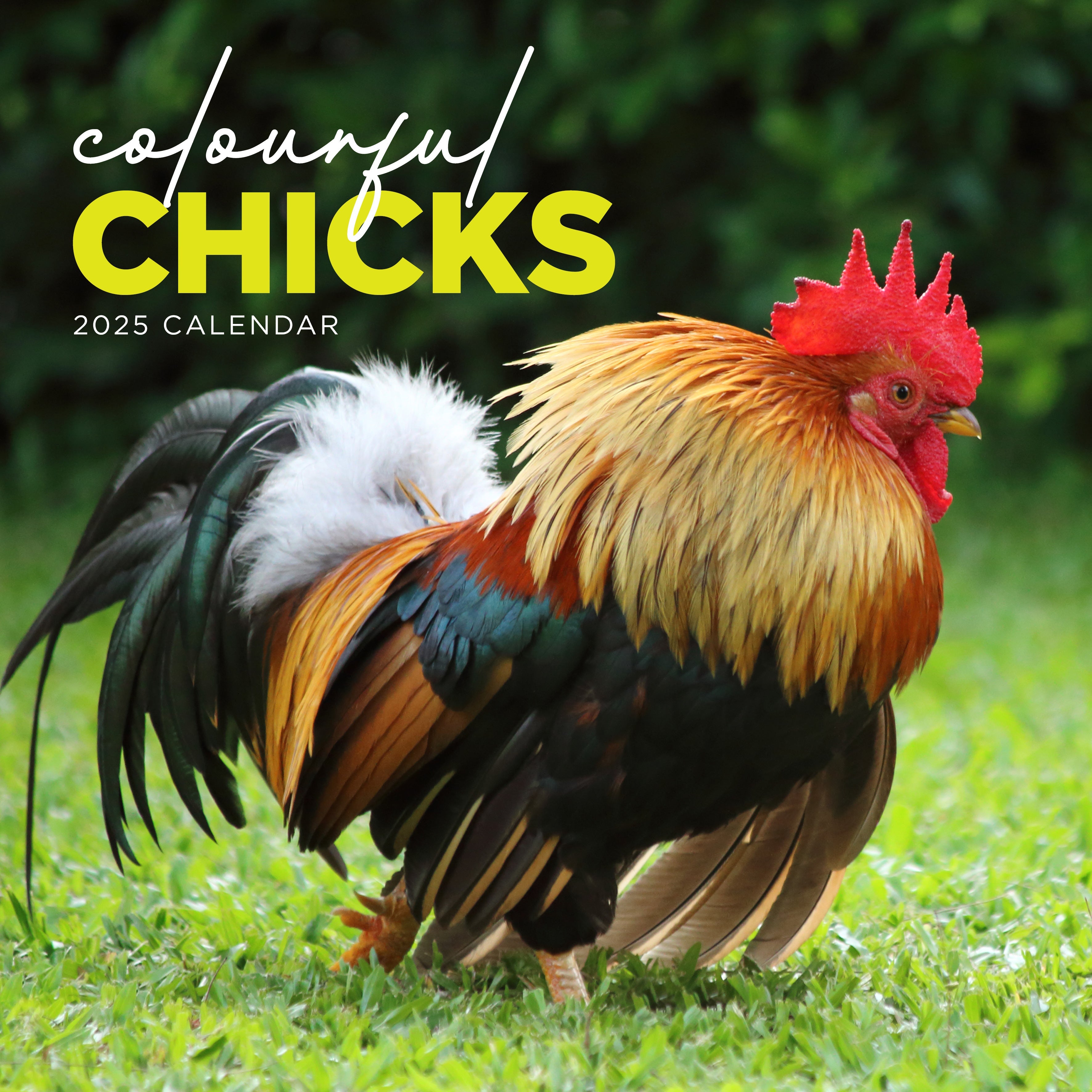 2025 Colourful Chicks Square Wall Calendar