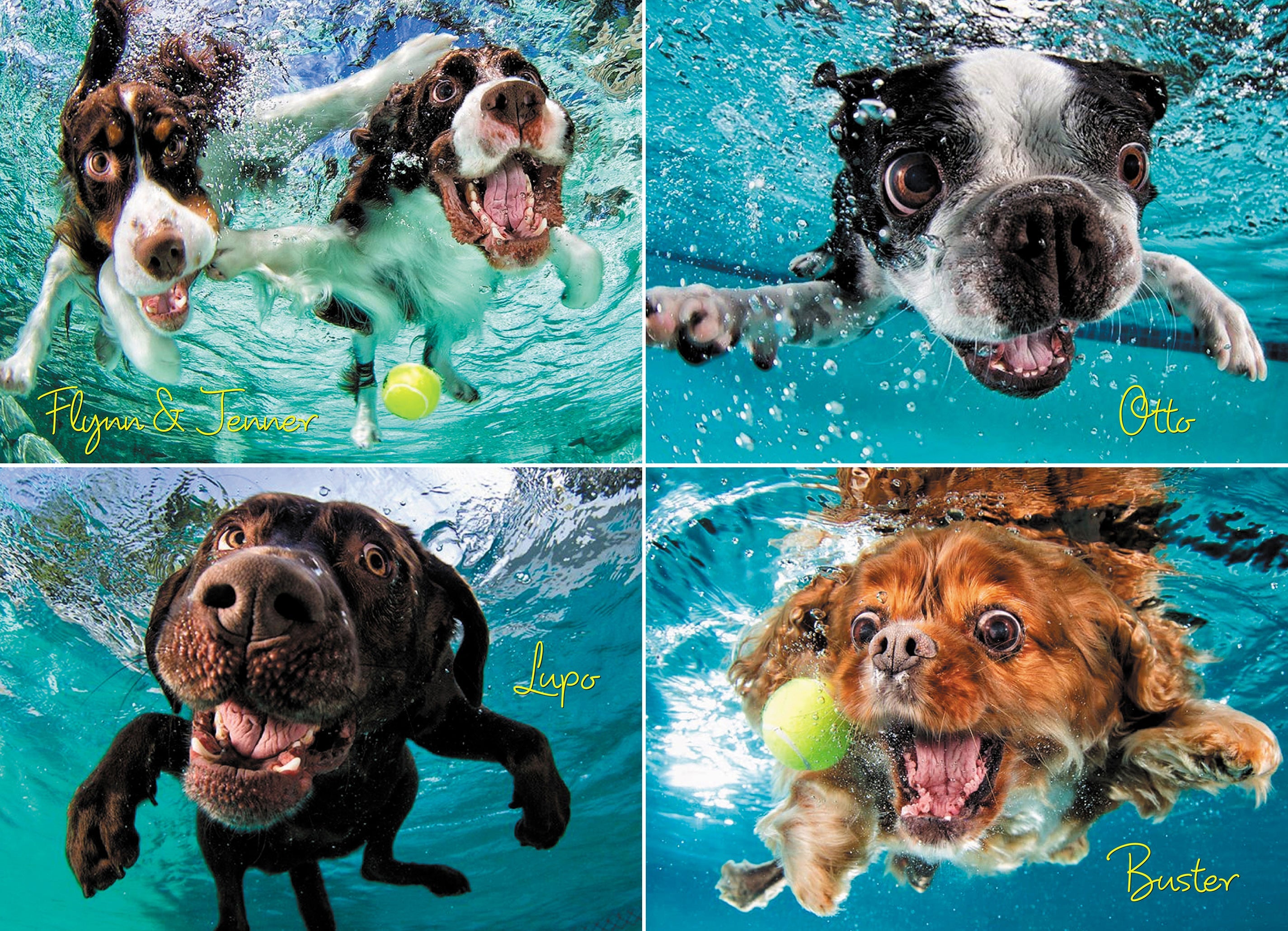 Underwater Dogs: Ruff Water 1000 Piece - Jigsaw Puzzle