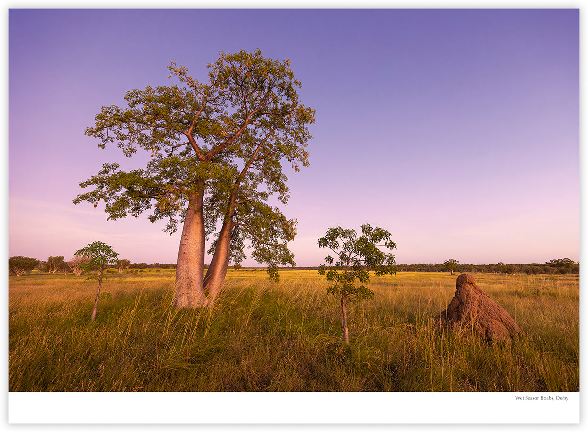 The Kimberley 2027 calendar photograph: Wet season boab trees near Derby