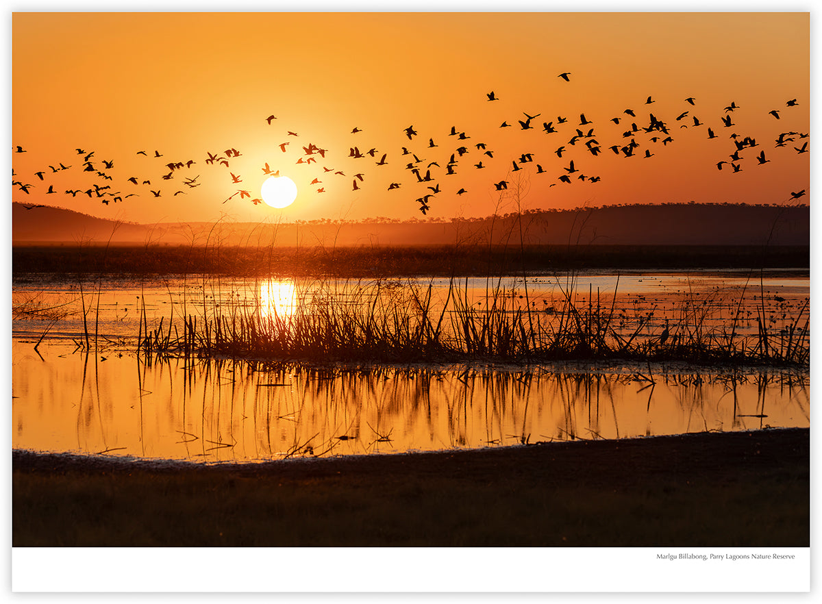 The Kimberley 2027 calendar photograph: Birds at sunset over Marlgu Billabong, Parry Lagoons Nature Reserve