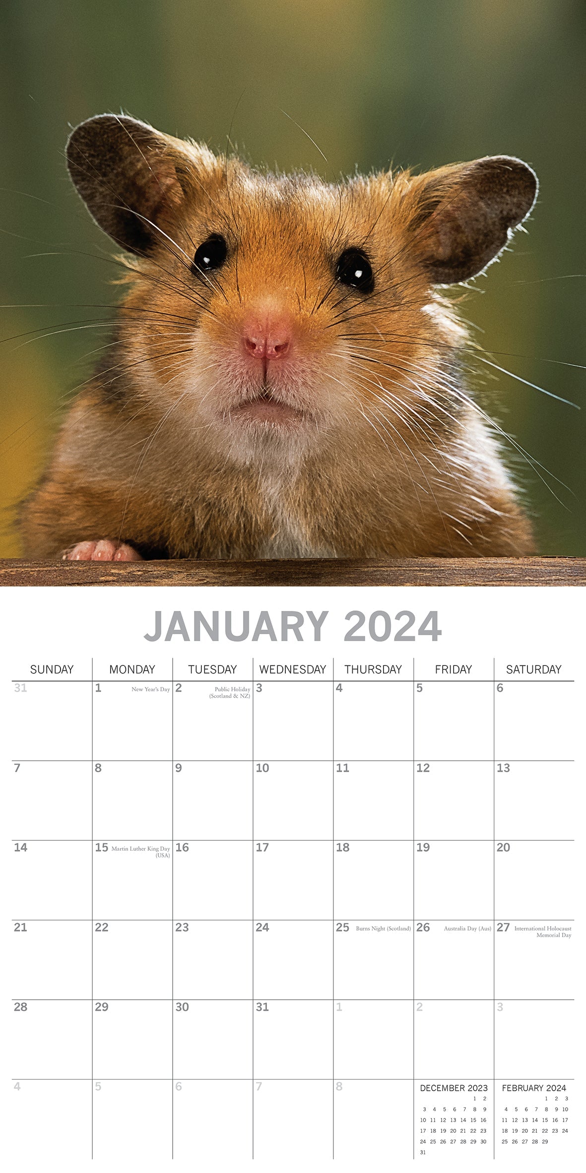 2024 Hamsters - Square Wall Calendar