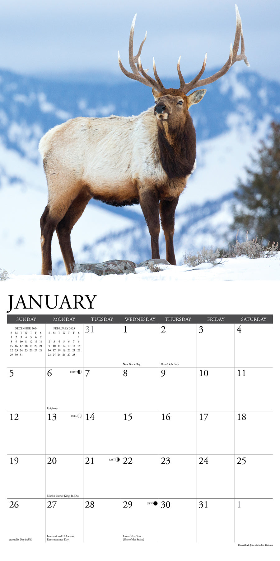 2025 Bull Elk - Square Wall Calendar (US Only)