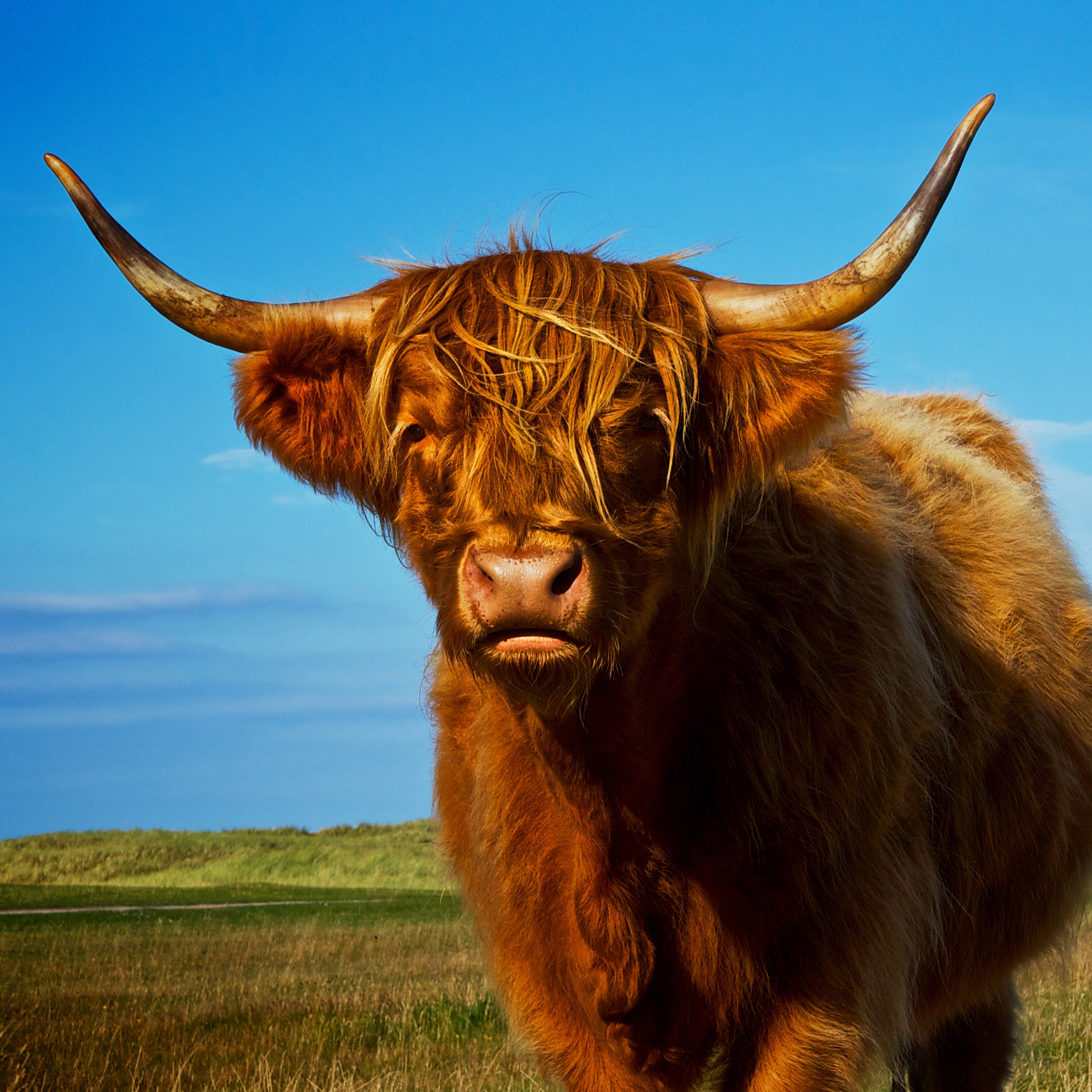 2025 Highland Cows - Square Wall Calendar