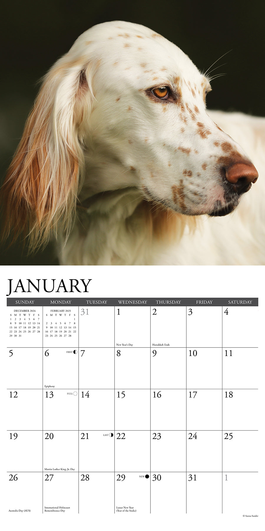 2025 English Setters - Square Wall Calendar (US Only)