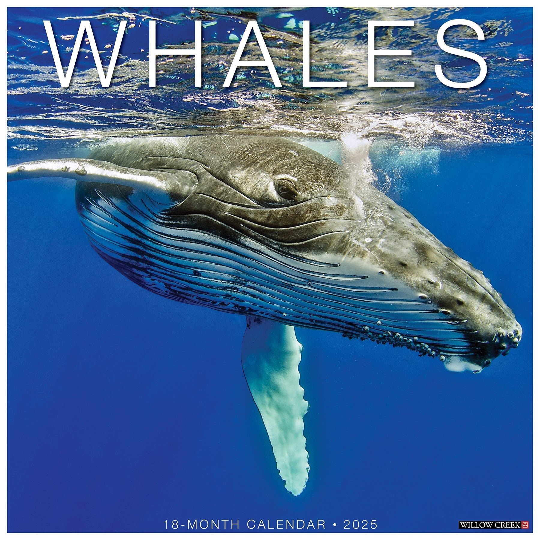 2025 Whales - Square Wall Calendar (US Only)