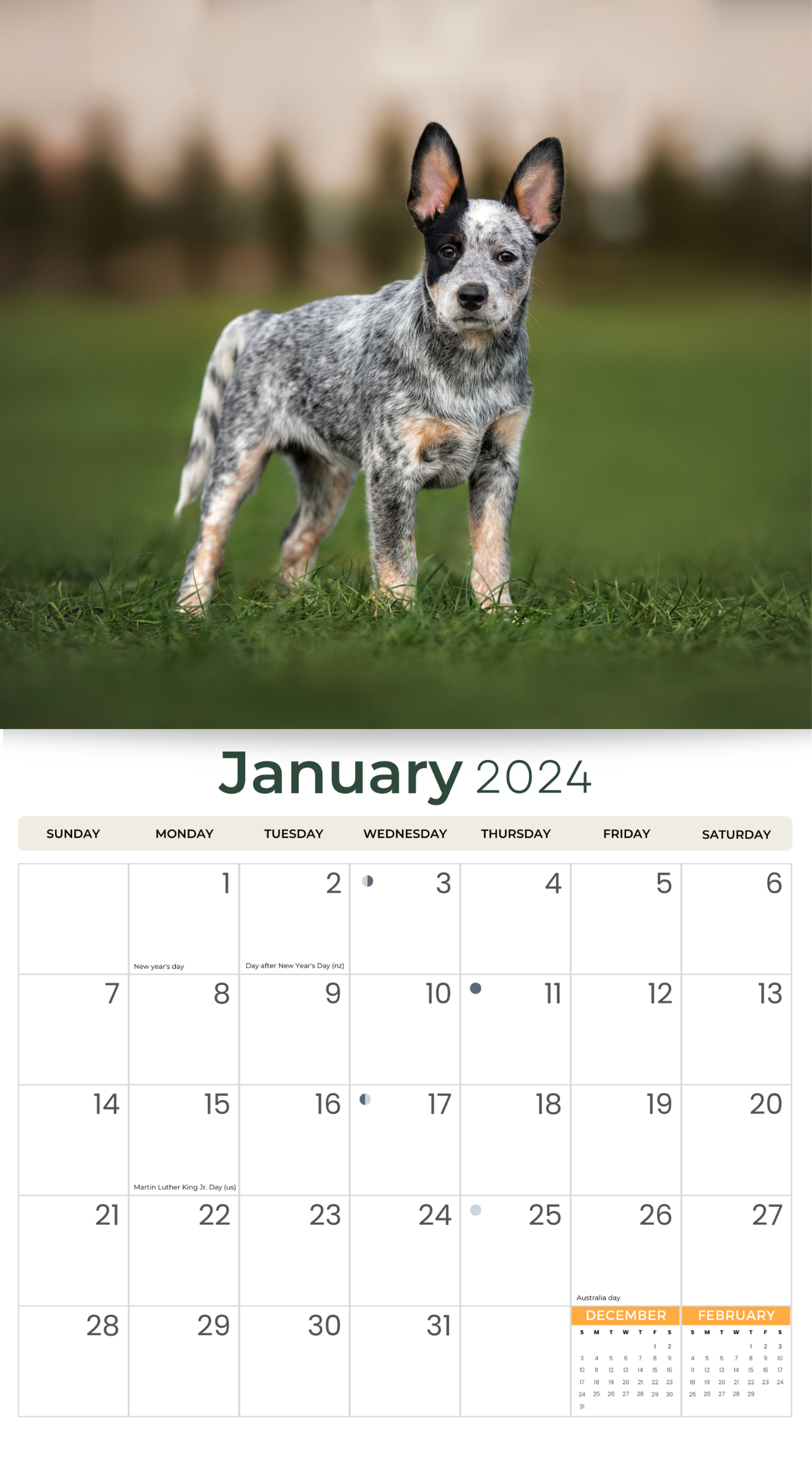 2024 Australian Cattle Dogs & Puppies - Deluxe Wall Calendar by Just Calendars - 16 Month - Plastic Free