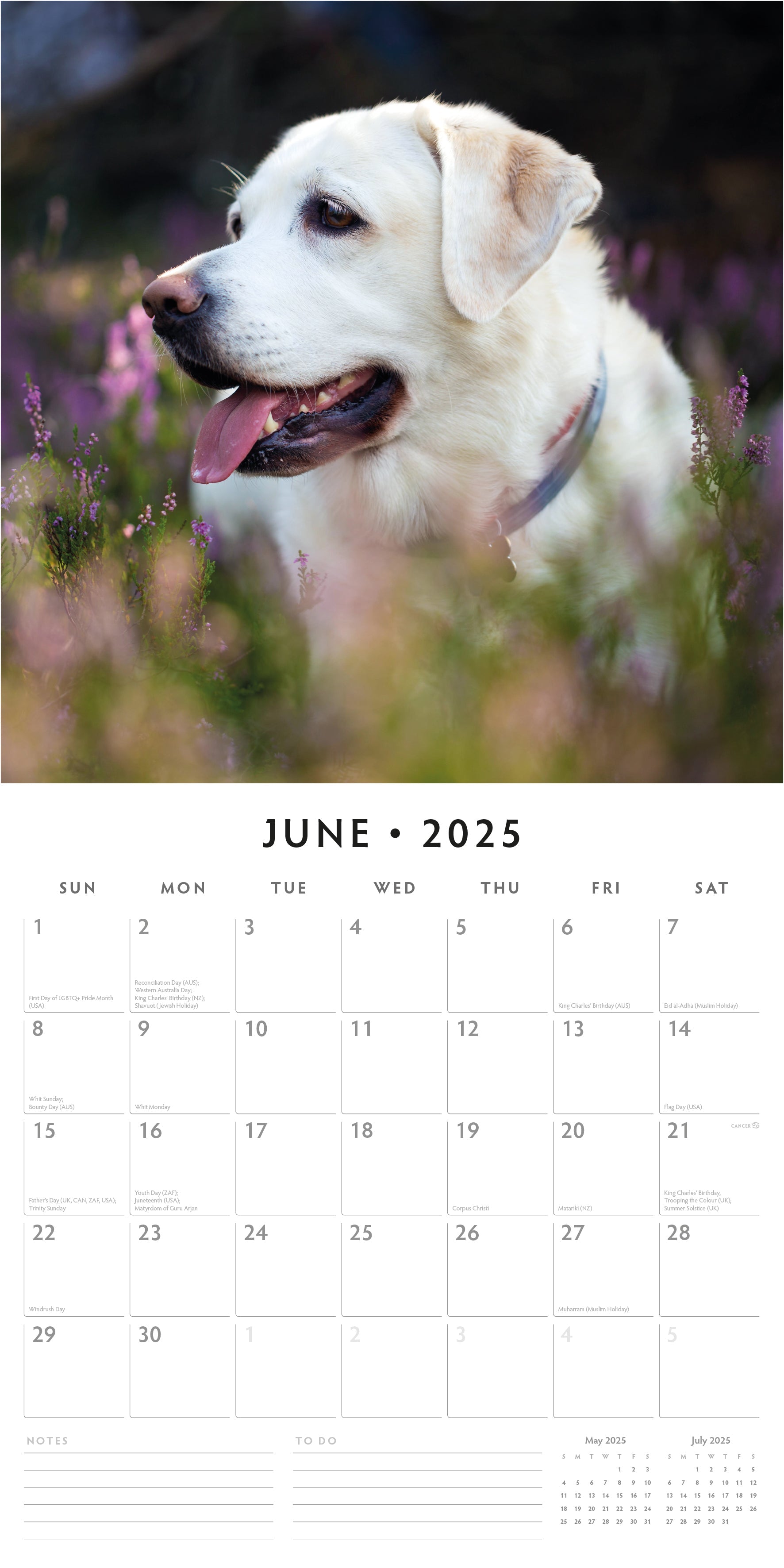 2025 Labrador Retrievers - Square Wall Calendar