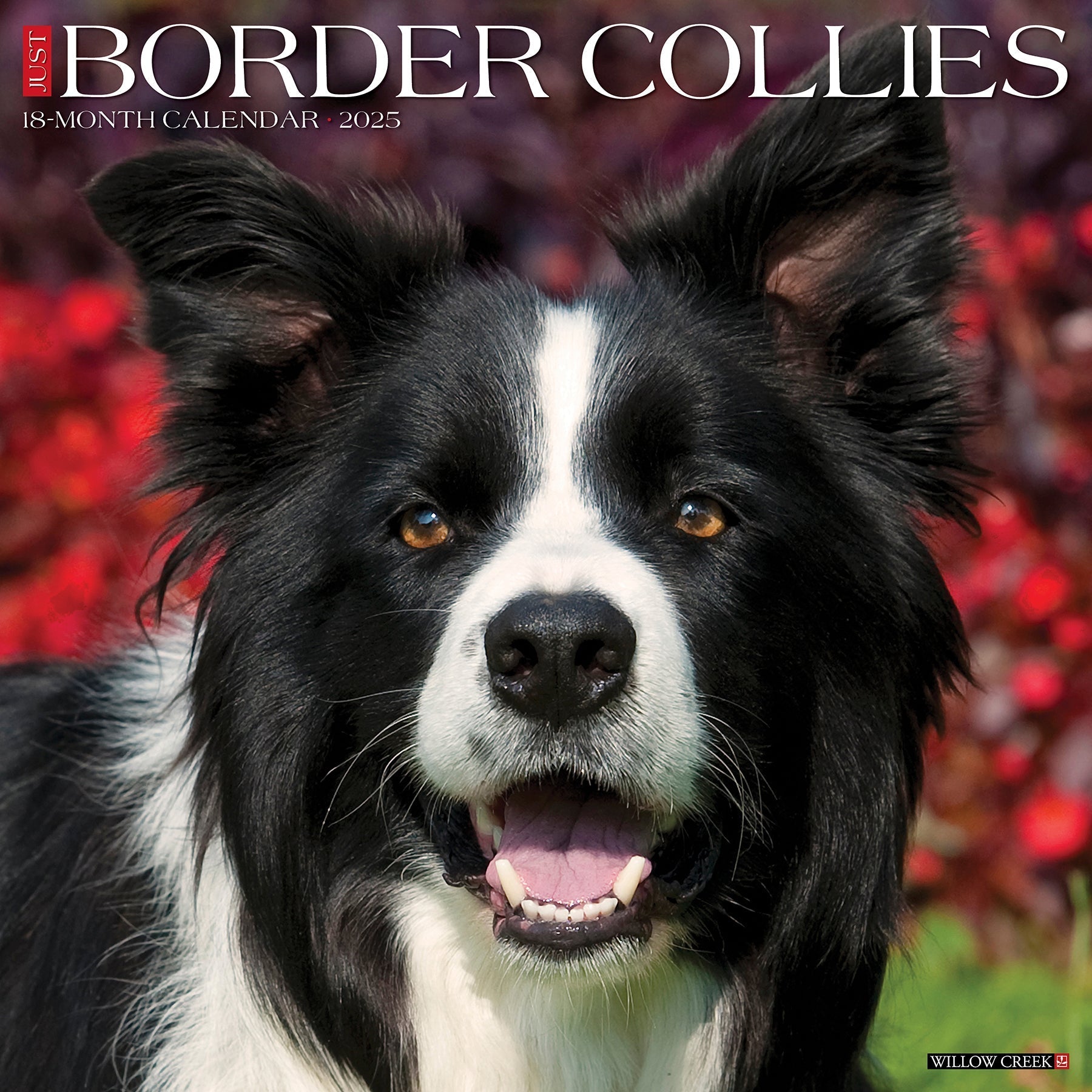 2025 Border Collies - Square Wall Calendar (US Only)