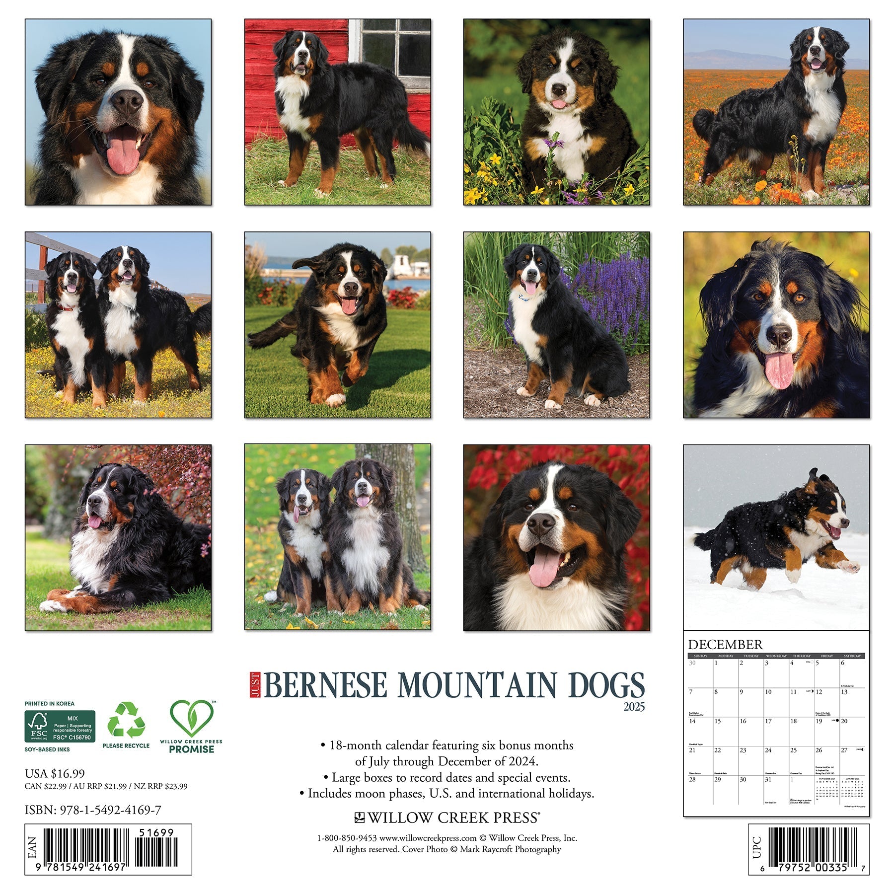 2025 Bernese Mountain Dogs - Square Wall Calendar (US Only)