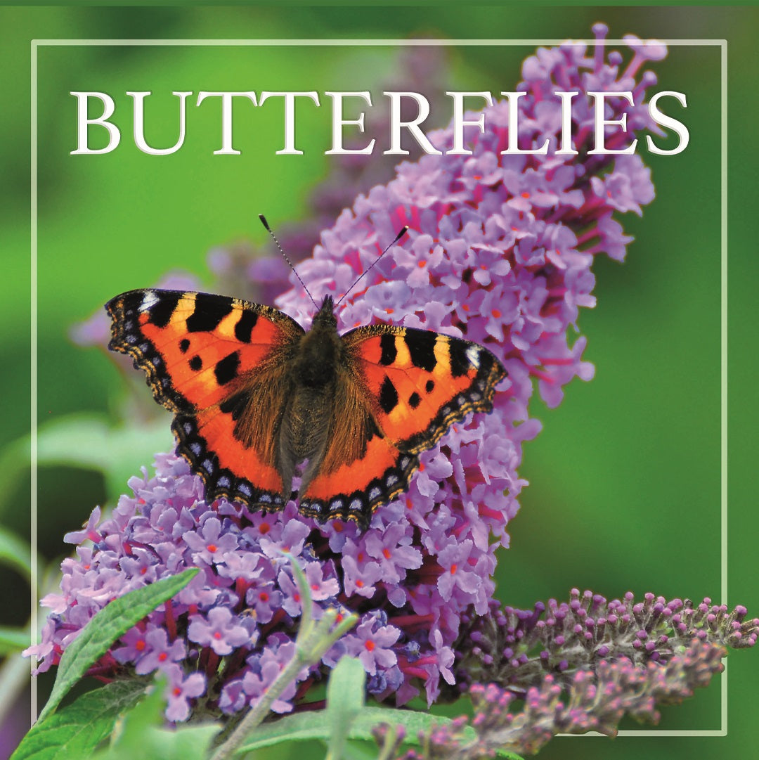 2024 Butterflies Square Wall Calendar   0596 48 FSC 