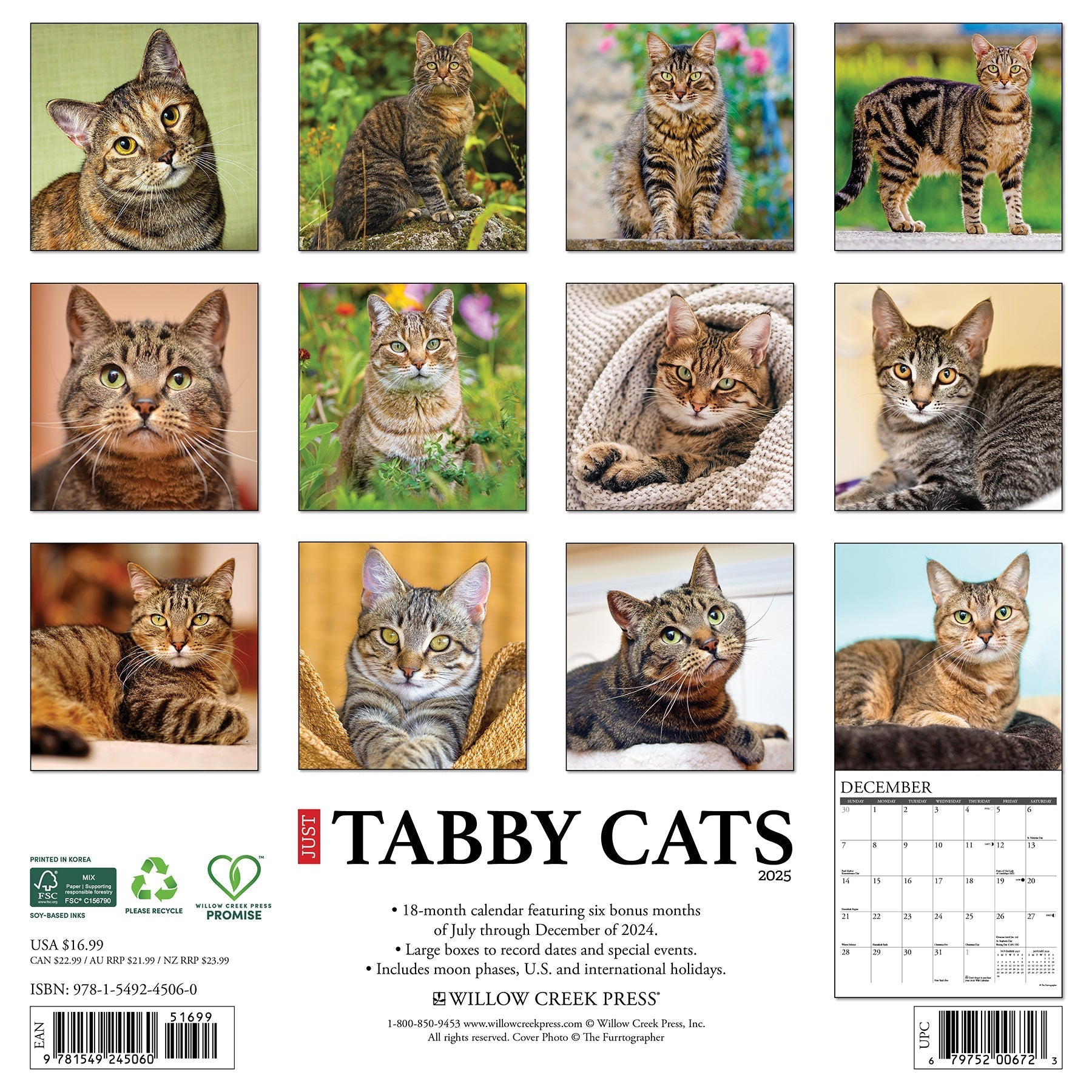 2025 Tabby Cats - Square Wall Calendar (US Only)