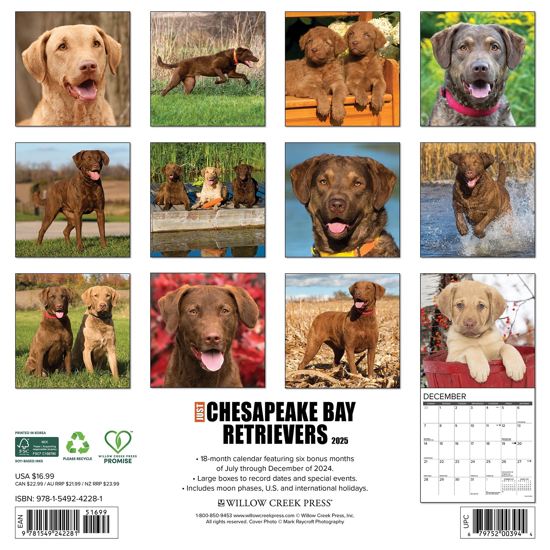 2025 Chesapeake Bay Retrievers - Square Wall Calendar (US Only)