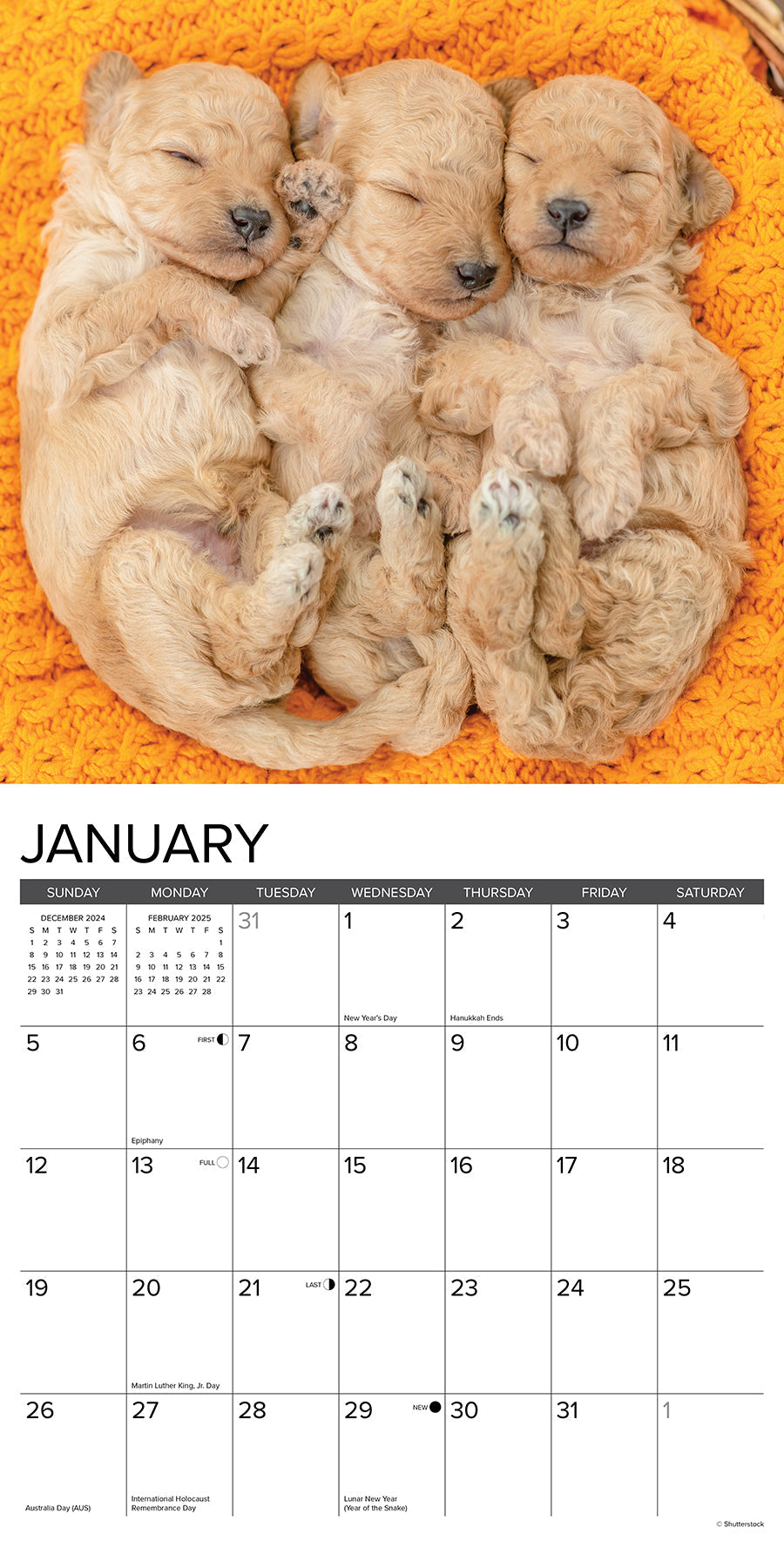 2025 Poodle Puppies - Square Wall Calendar (US Only)