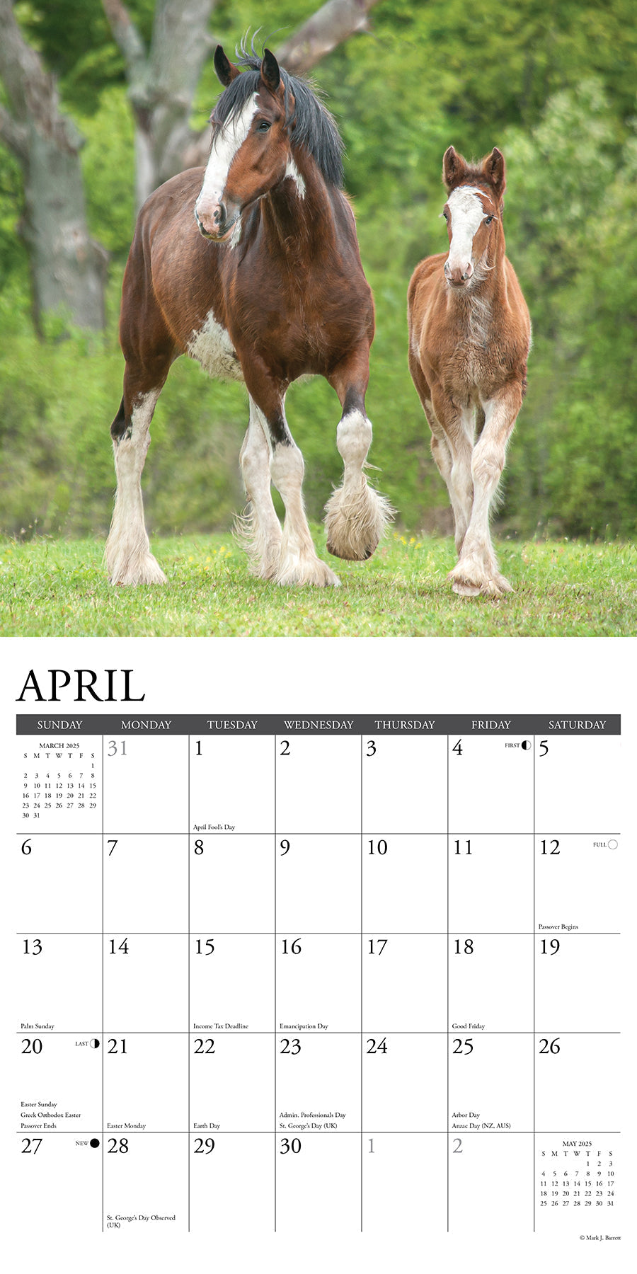 2025 Clydesdales - Square Wall Calendar (US Only)