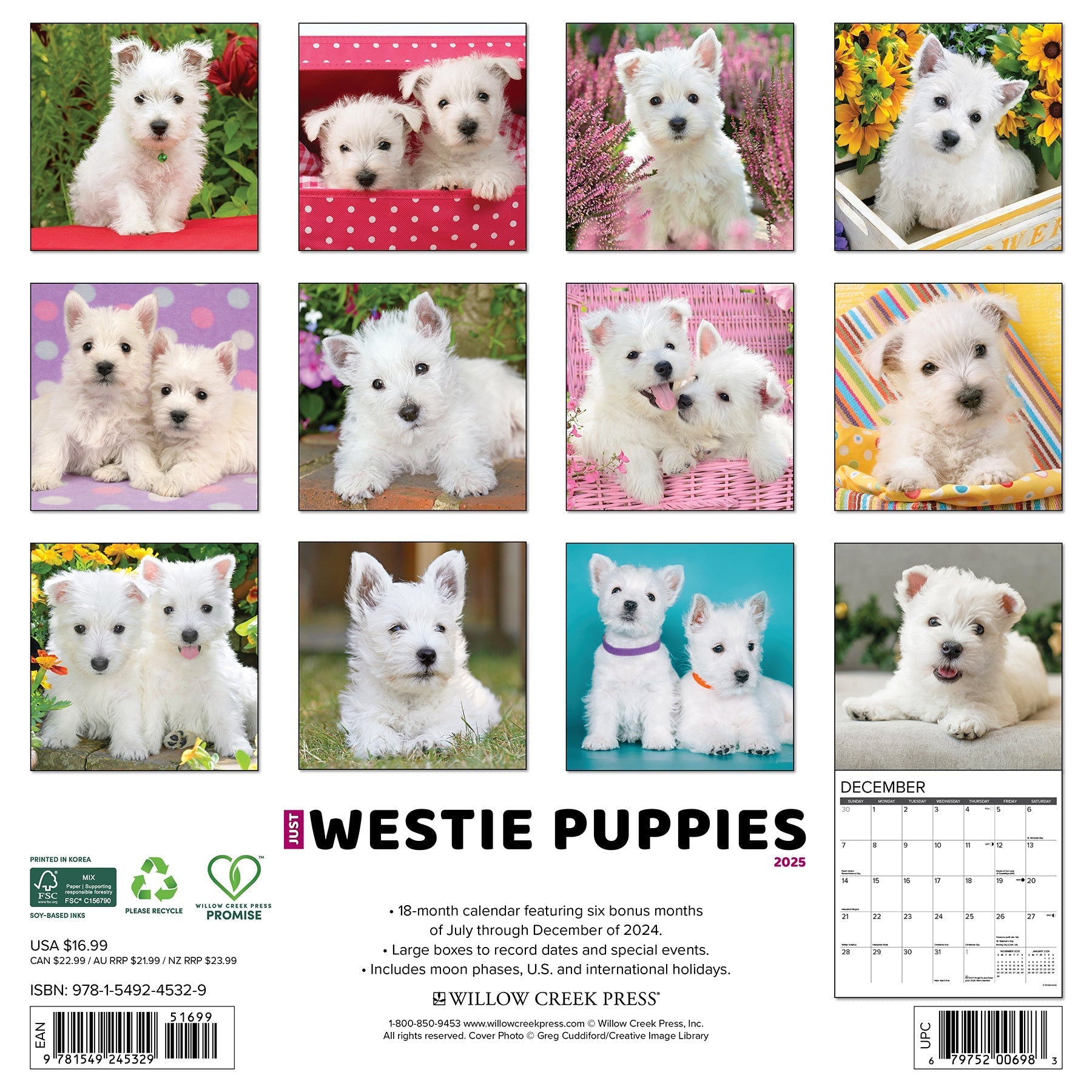 2025 Westie Puppies - Square Wall Calendar (US Only)