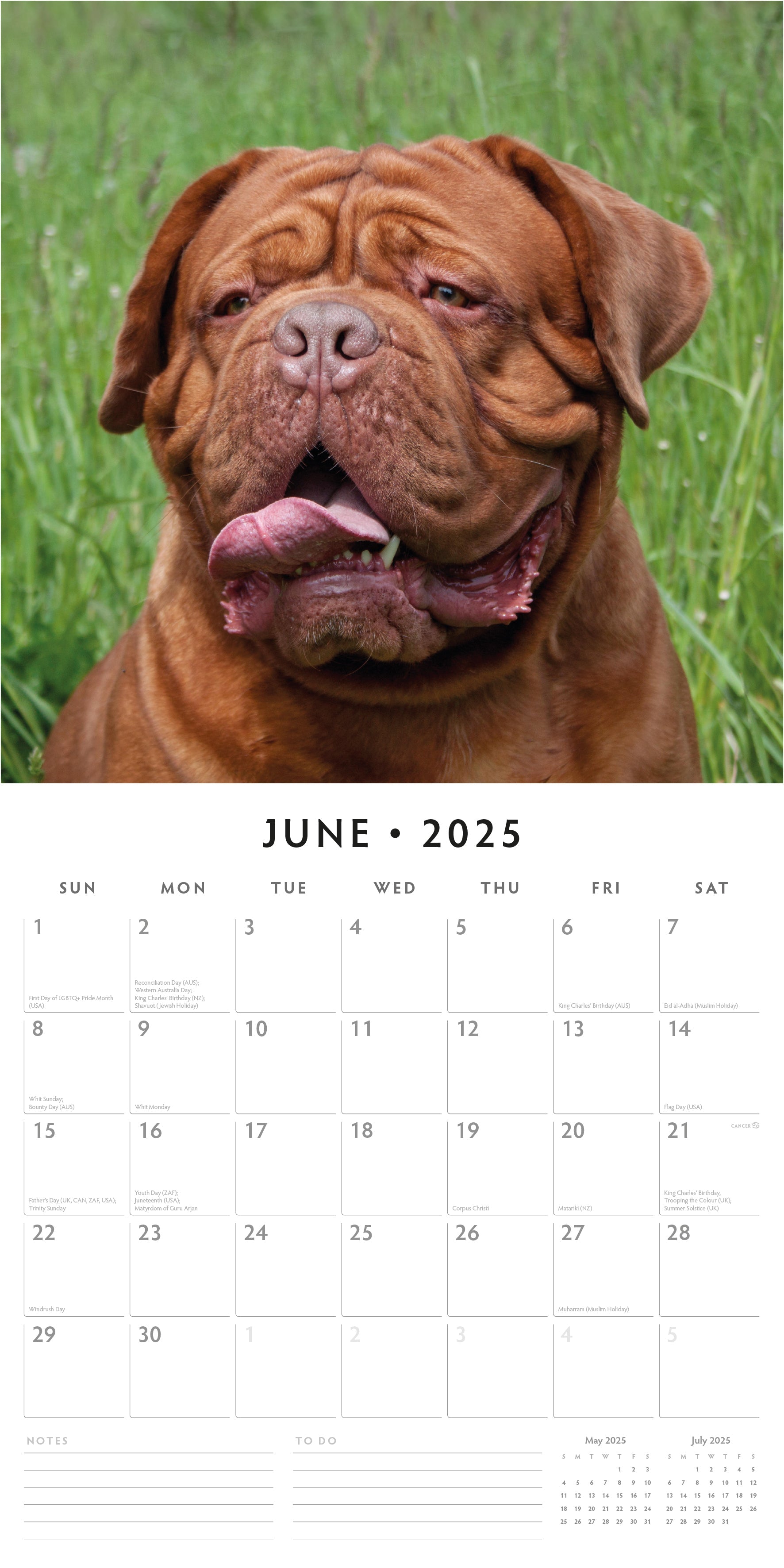 2025 Dogues de Bordeaux - Square Wall Calendar