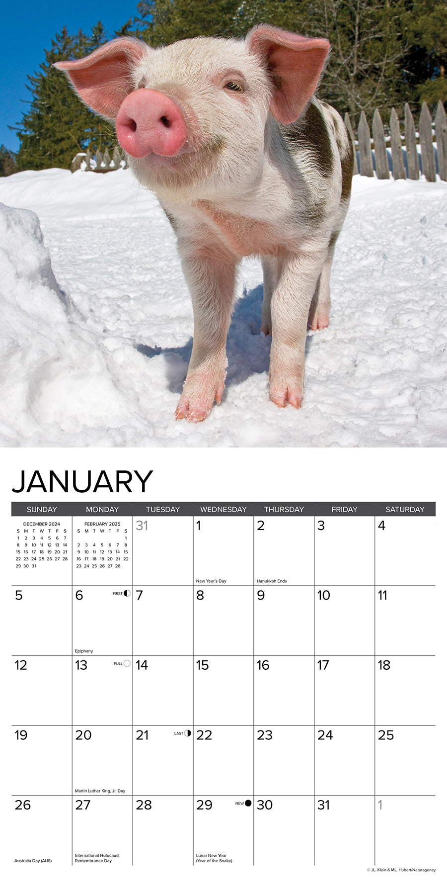 2025 12 Little Piggies - Square Wall Calendar (US Only)