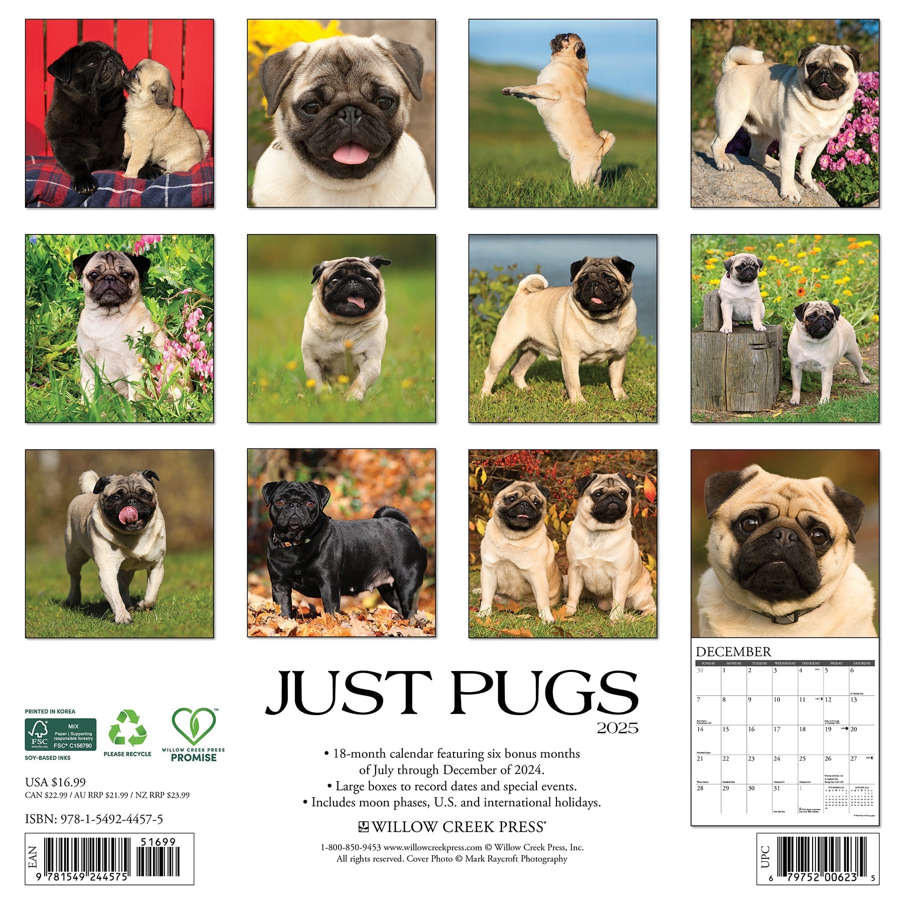 2025 Pugs - Square Wall Calendar (US Only)