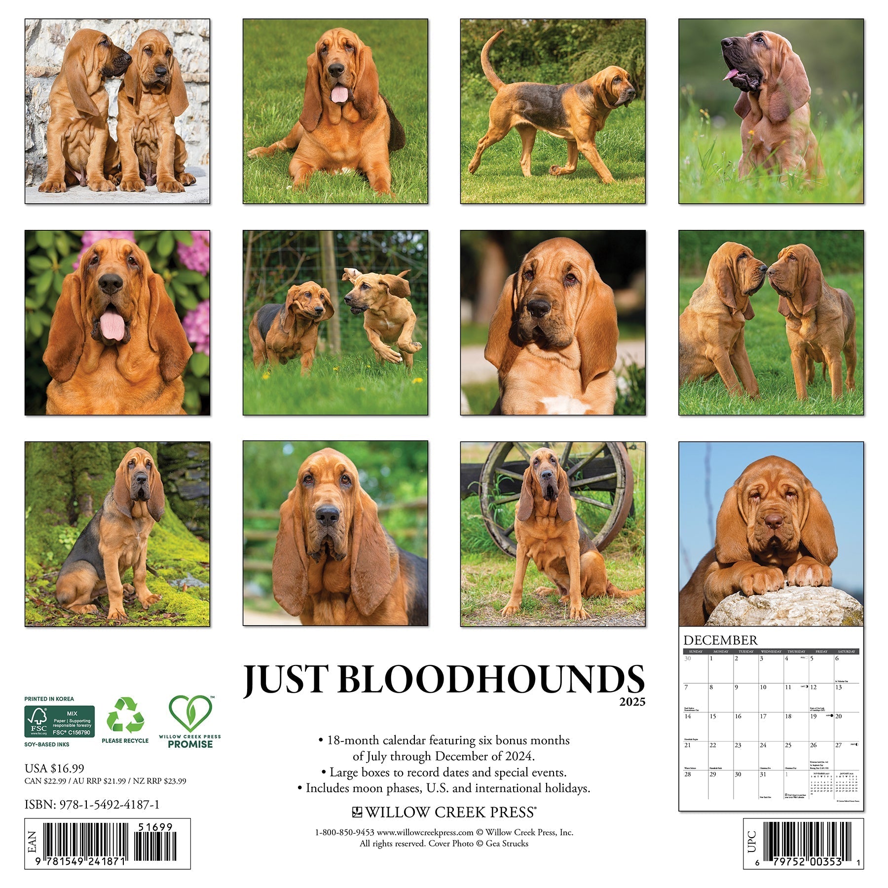 2025 Bloodhounds - Square Wall Calendar (US Only)