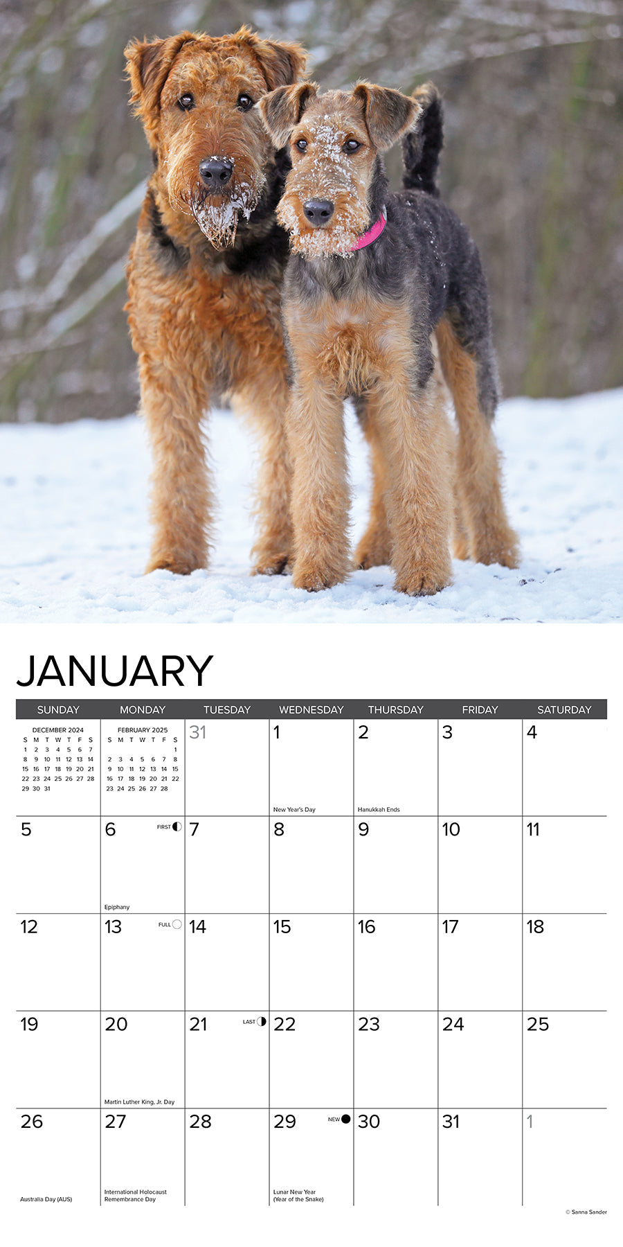 2025 Airedale Terriers - Square Wall Calendar (US Only)