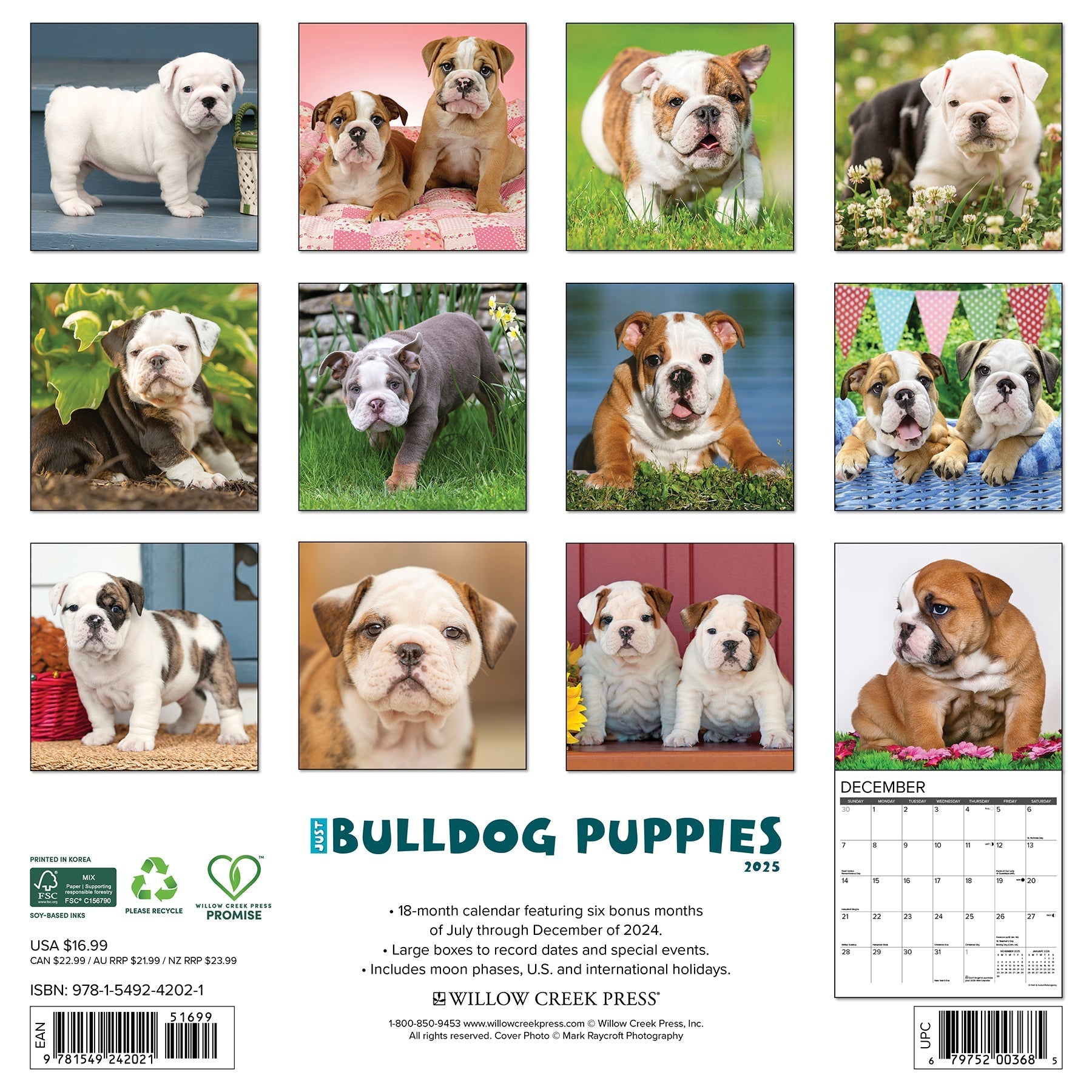 2025 Bulldog Puppies - Square Wall Calendar (US Only)