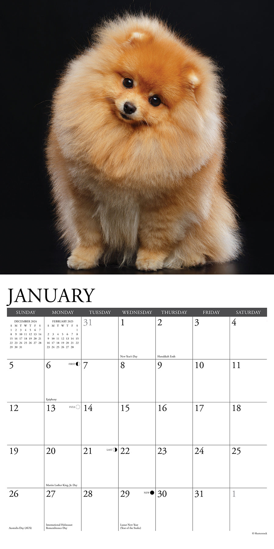 2025 Pomeranians - Square Wall Calendar (US Only)