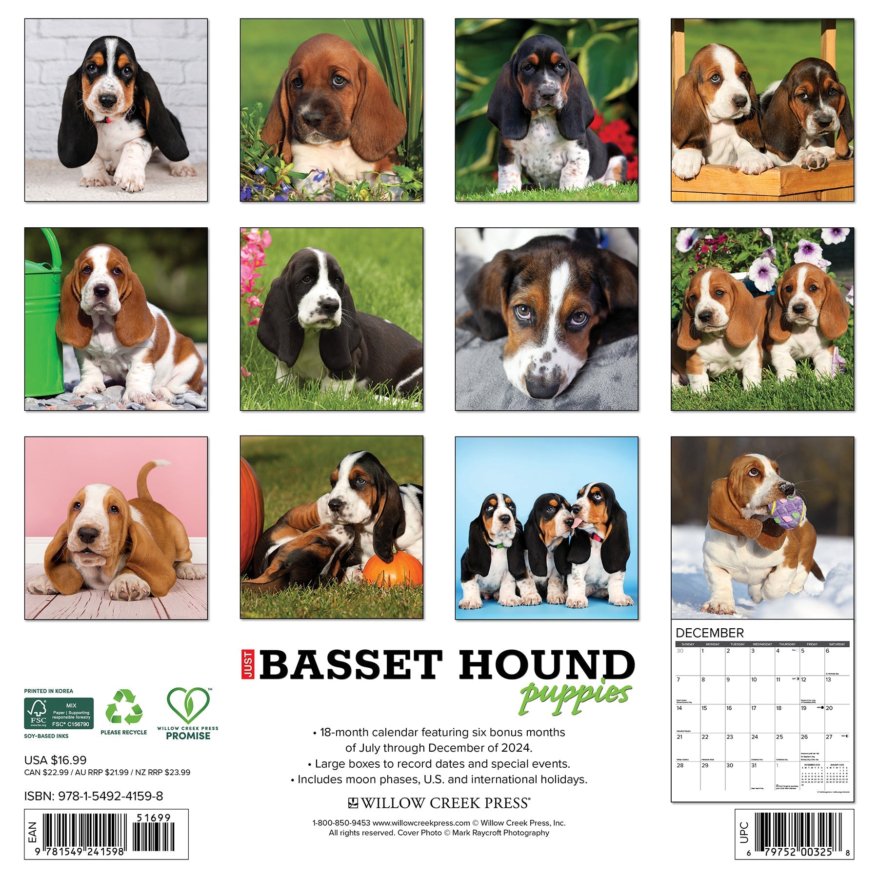 2025 Basset Hound Puppies - Square Wall Calendar (US Only)