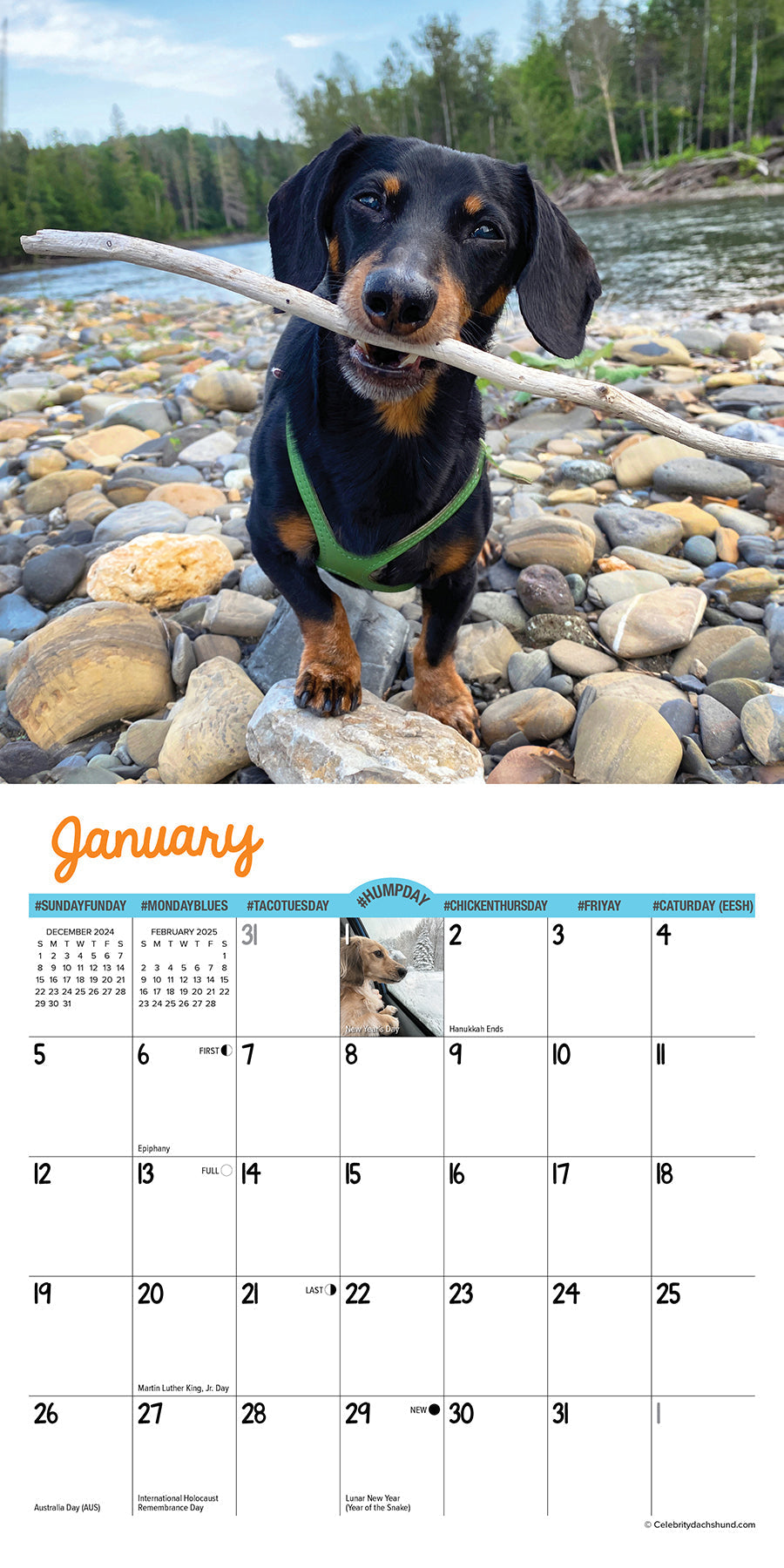 2025 Crusoe the Celebrity Dachshund - Mini Wall Calendar (US Only)