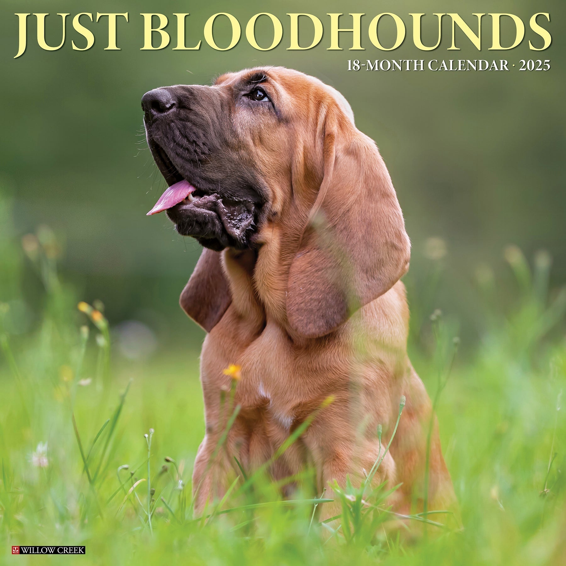 2025 Bloodhounds - Square Wall Calendar (US Only)