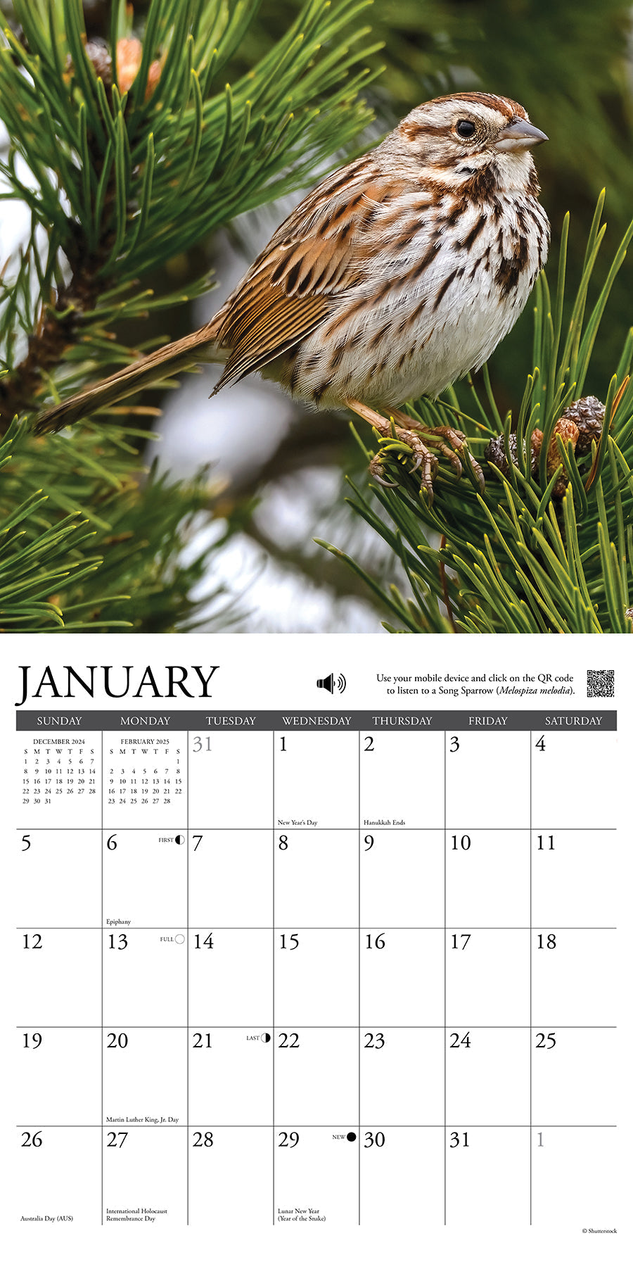 2025 Songbirds - Square Wall Calendar (US Only)