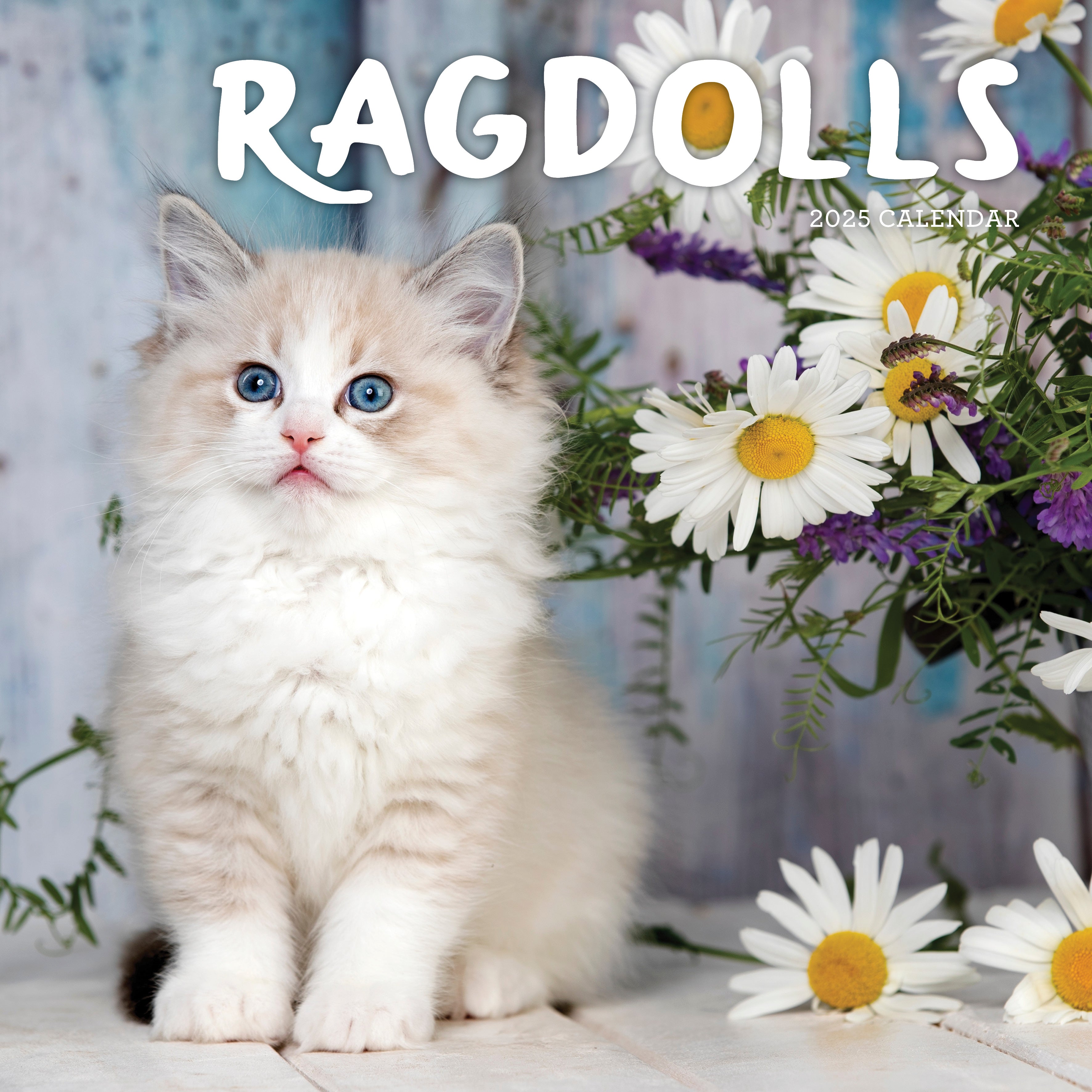 2025 Ragdolls - Square Wall Calendar